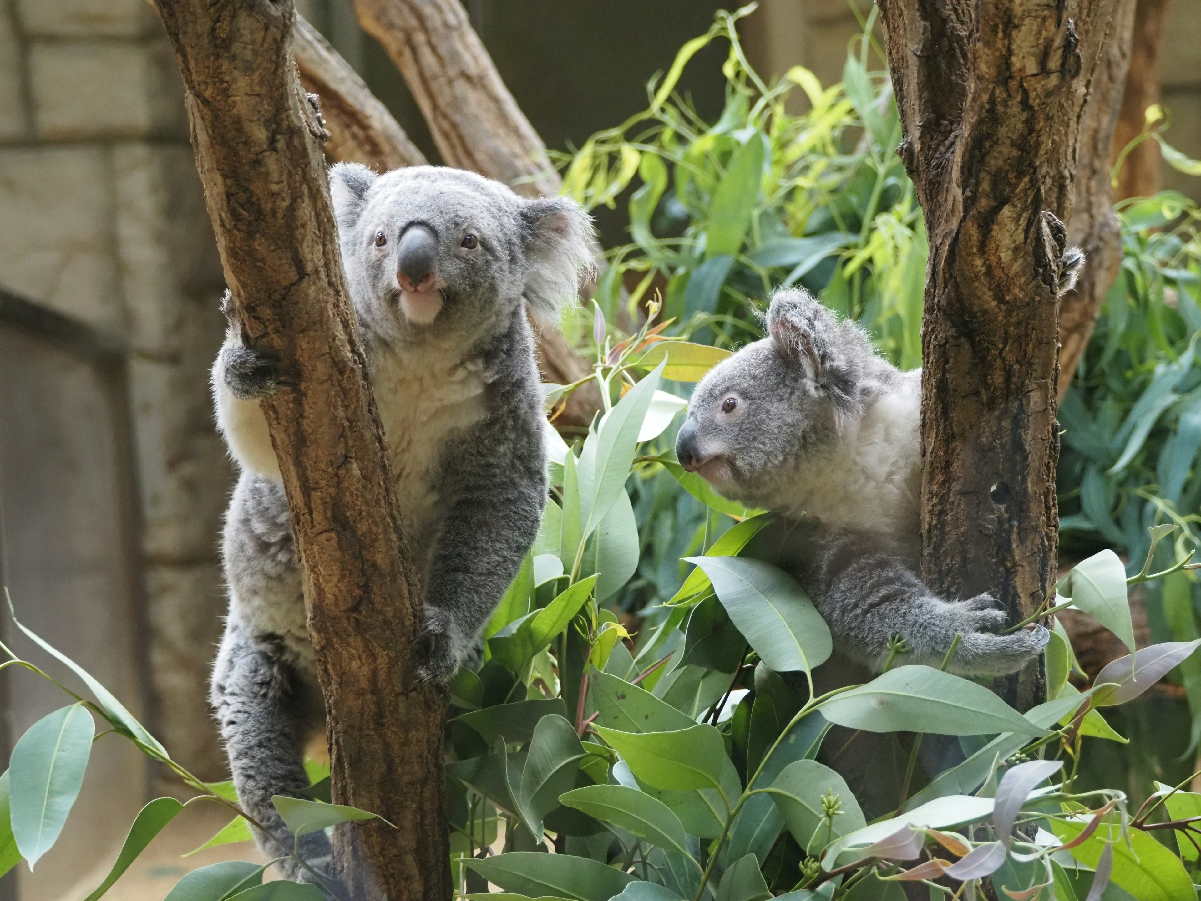 Deux koalas jouant sur des arbres d'eucalyptus