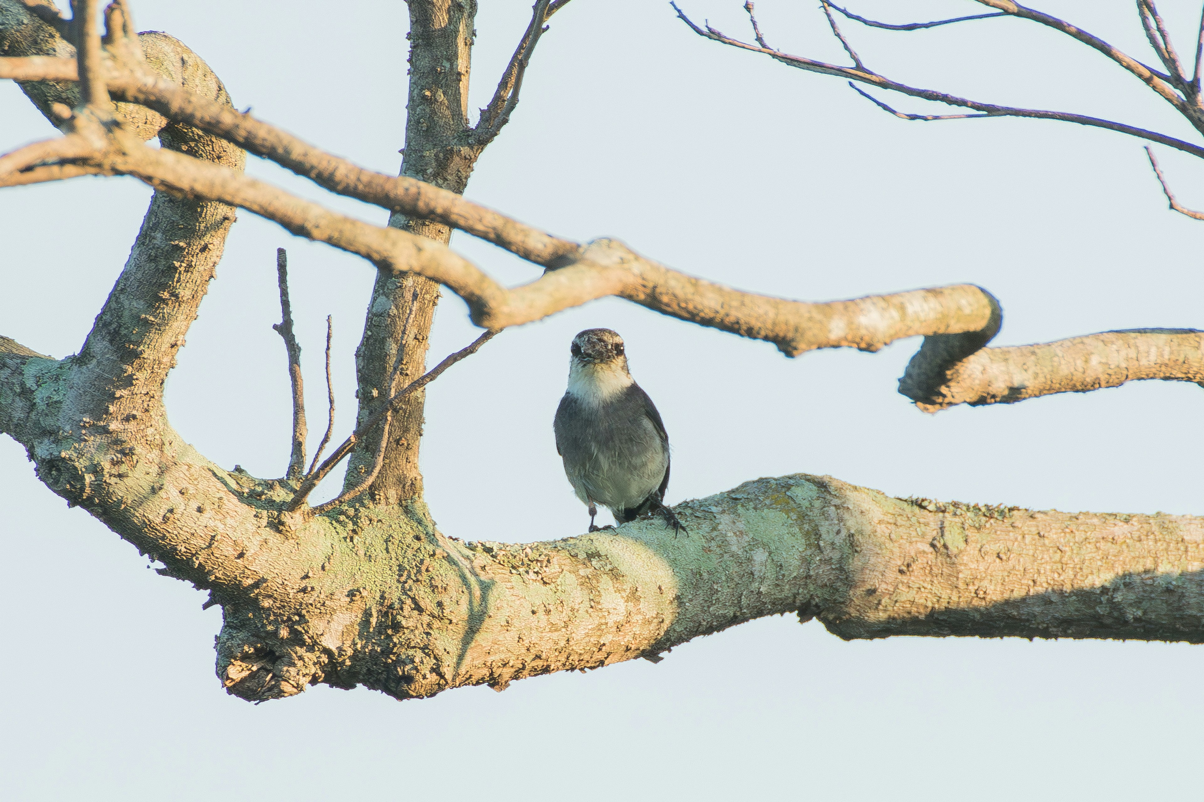 A small bird perched on a branch