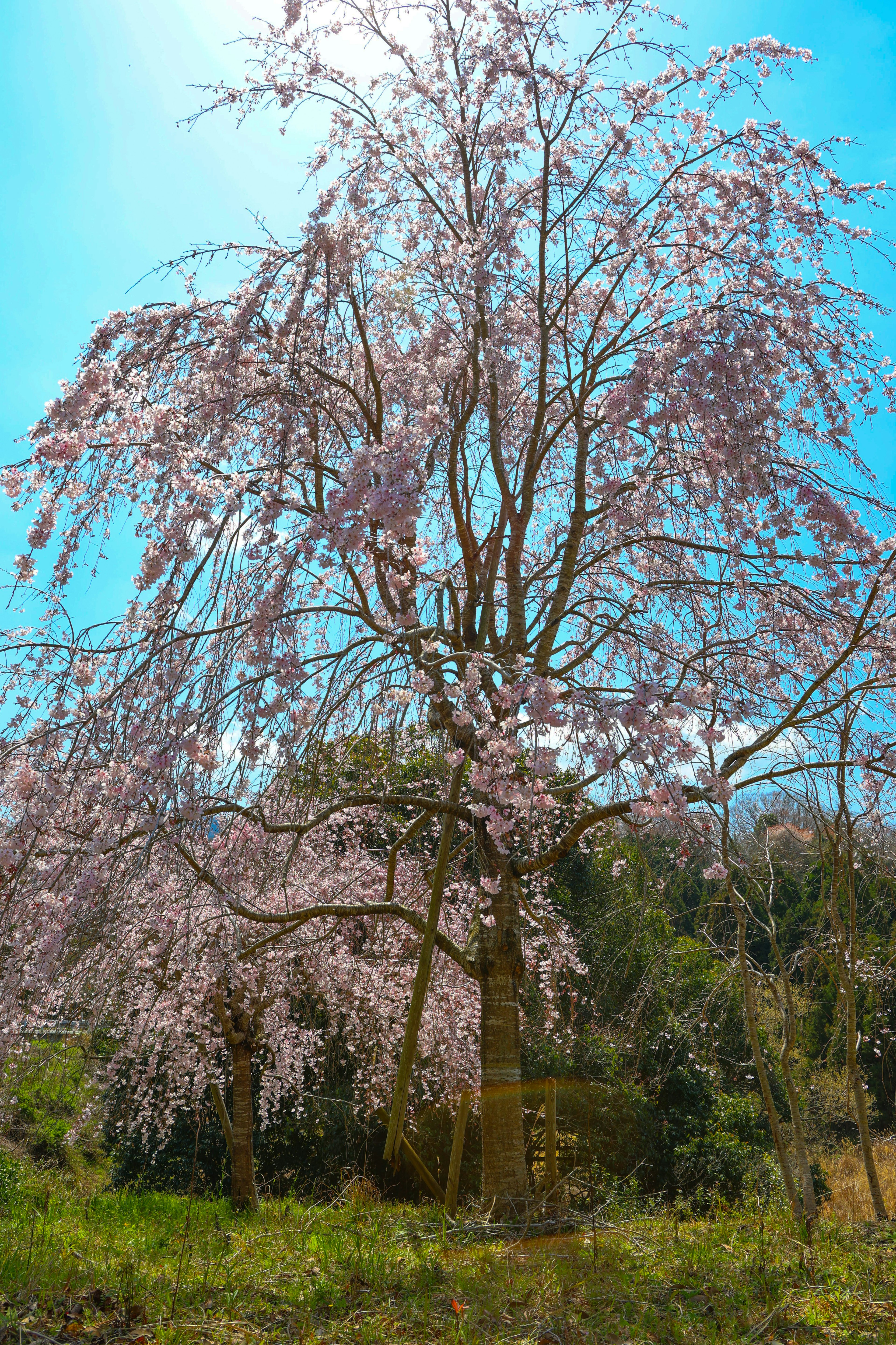 Ein schöner Kirschbaum unter einem blauen Himmel