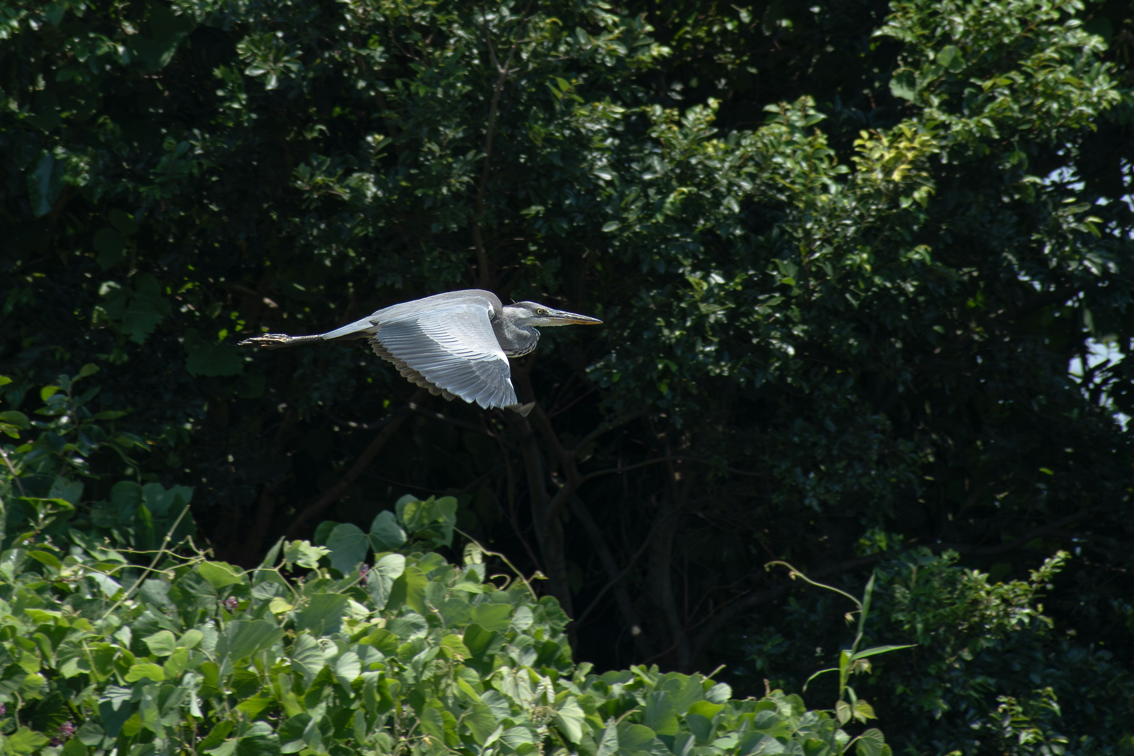 Garza blanca volando frente a un fondo de follaje verde