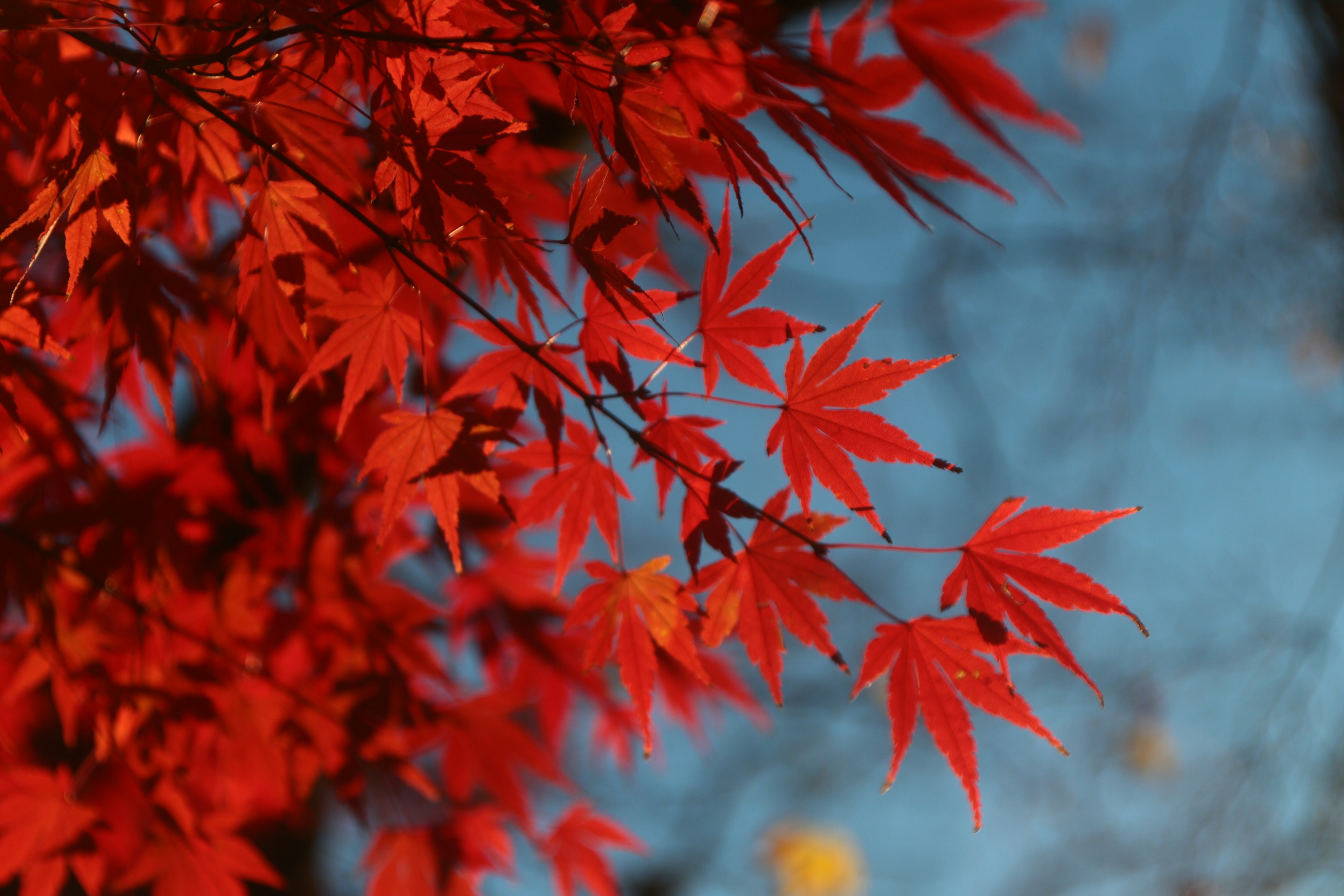 Daun maple merah cerah melawan langit biru menciptakan pemandangan musim gugur yang menakjubkan