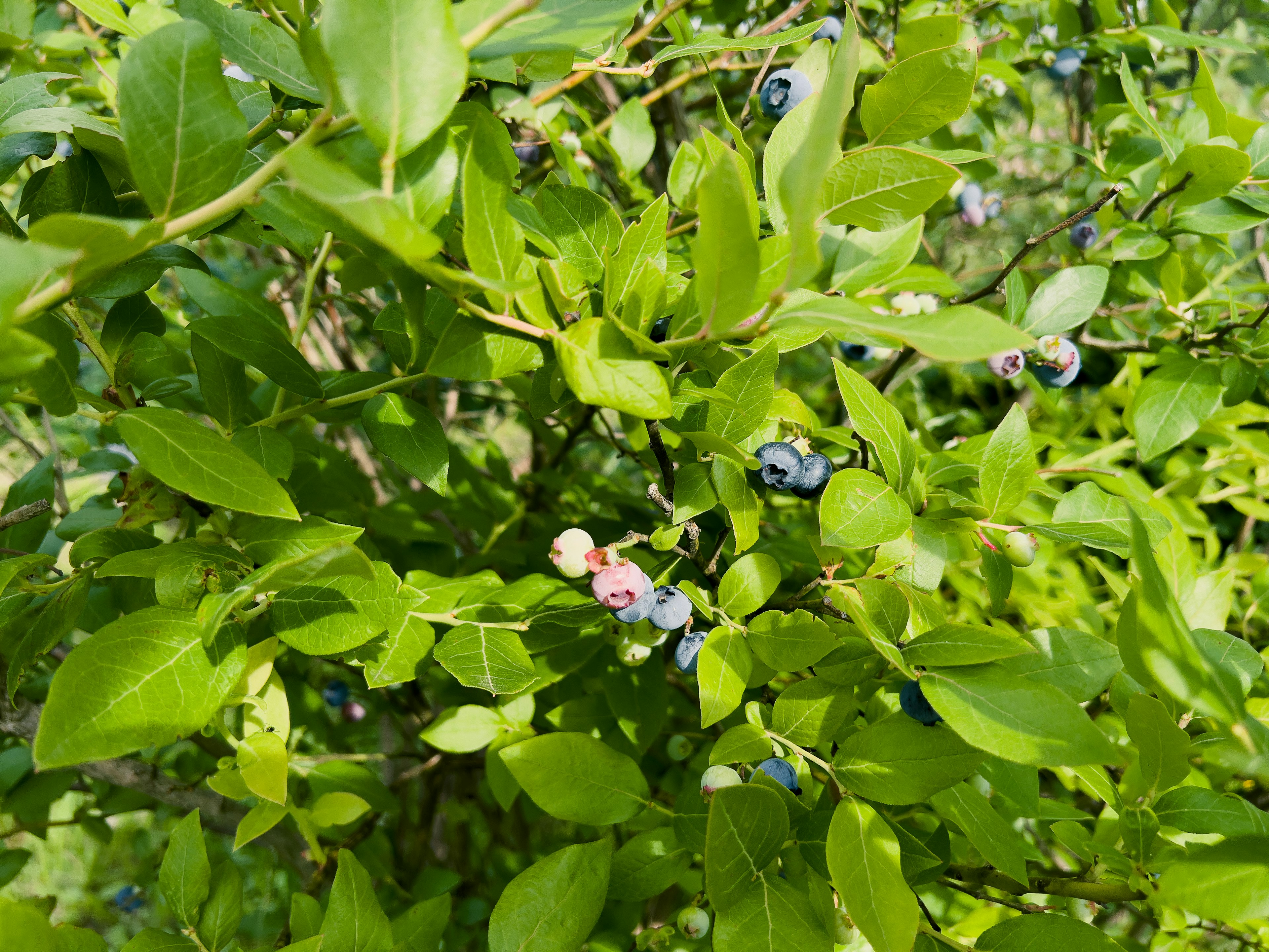 Blueberry fruits growing among lush green leaves