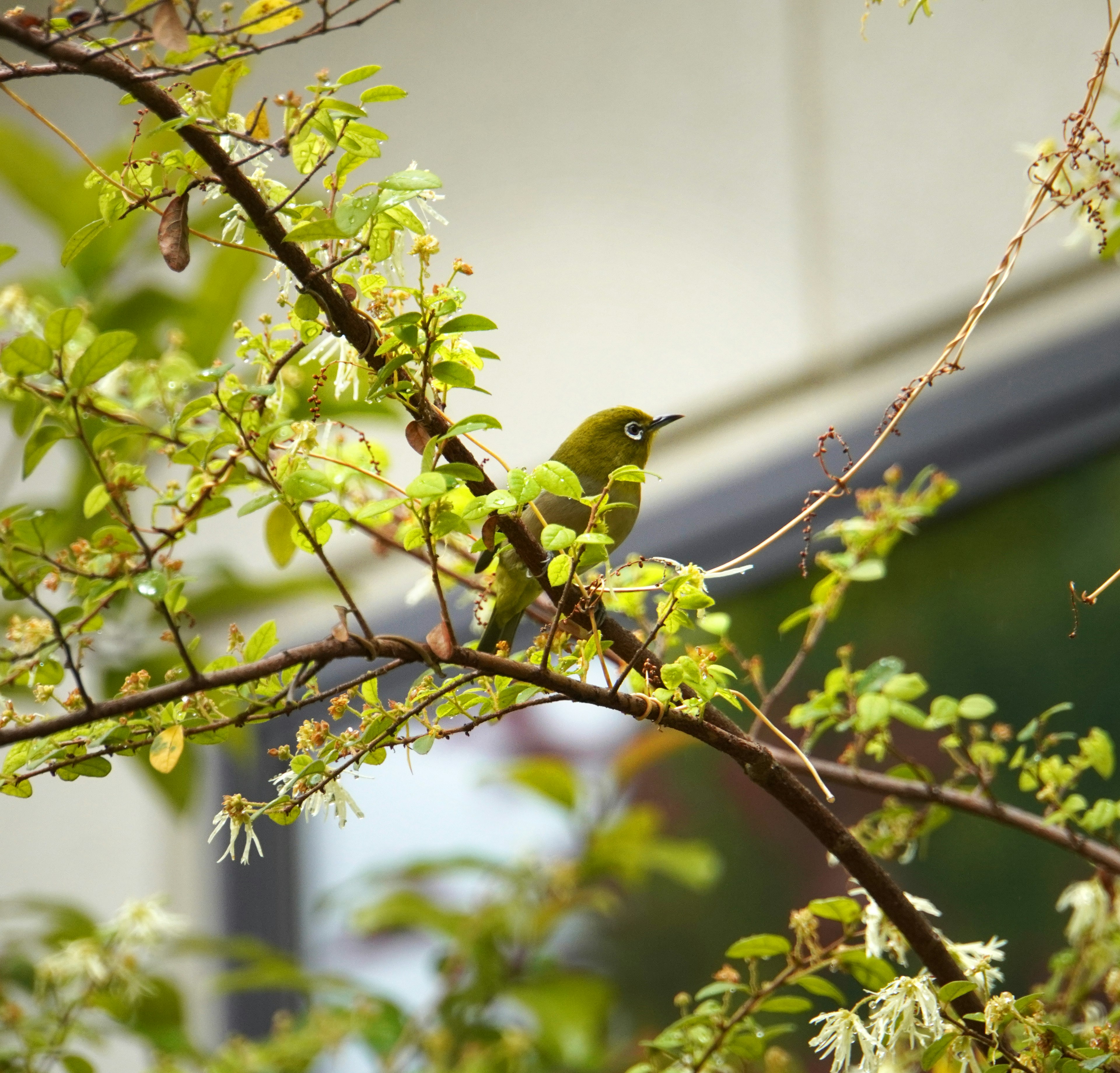 Un pájaro pequeño posado en una rama rodeada de hojas verdes