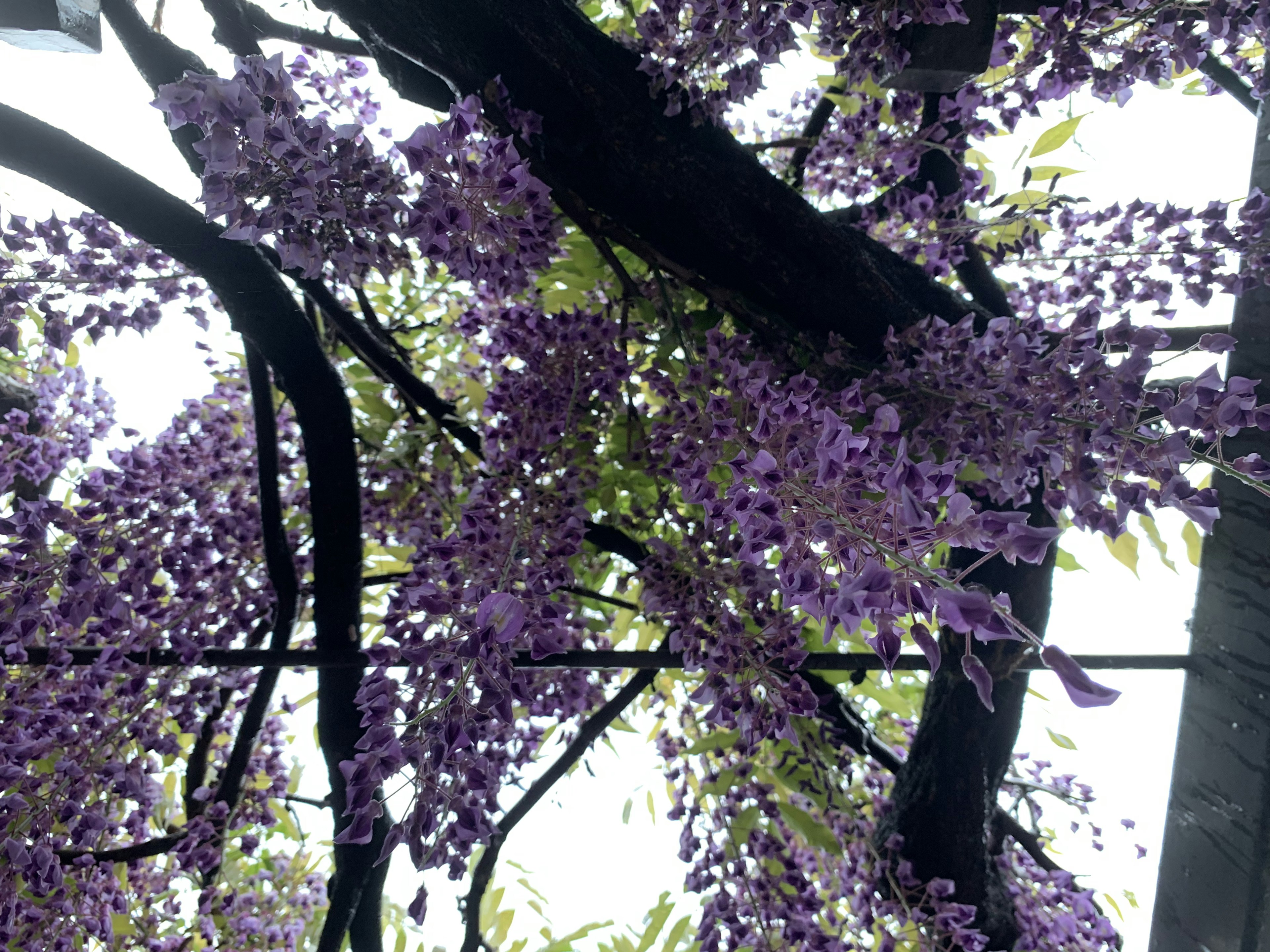 紫色の花が咲く木の枝の美しい風景