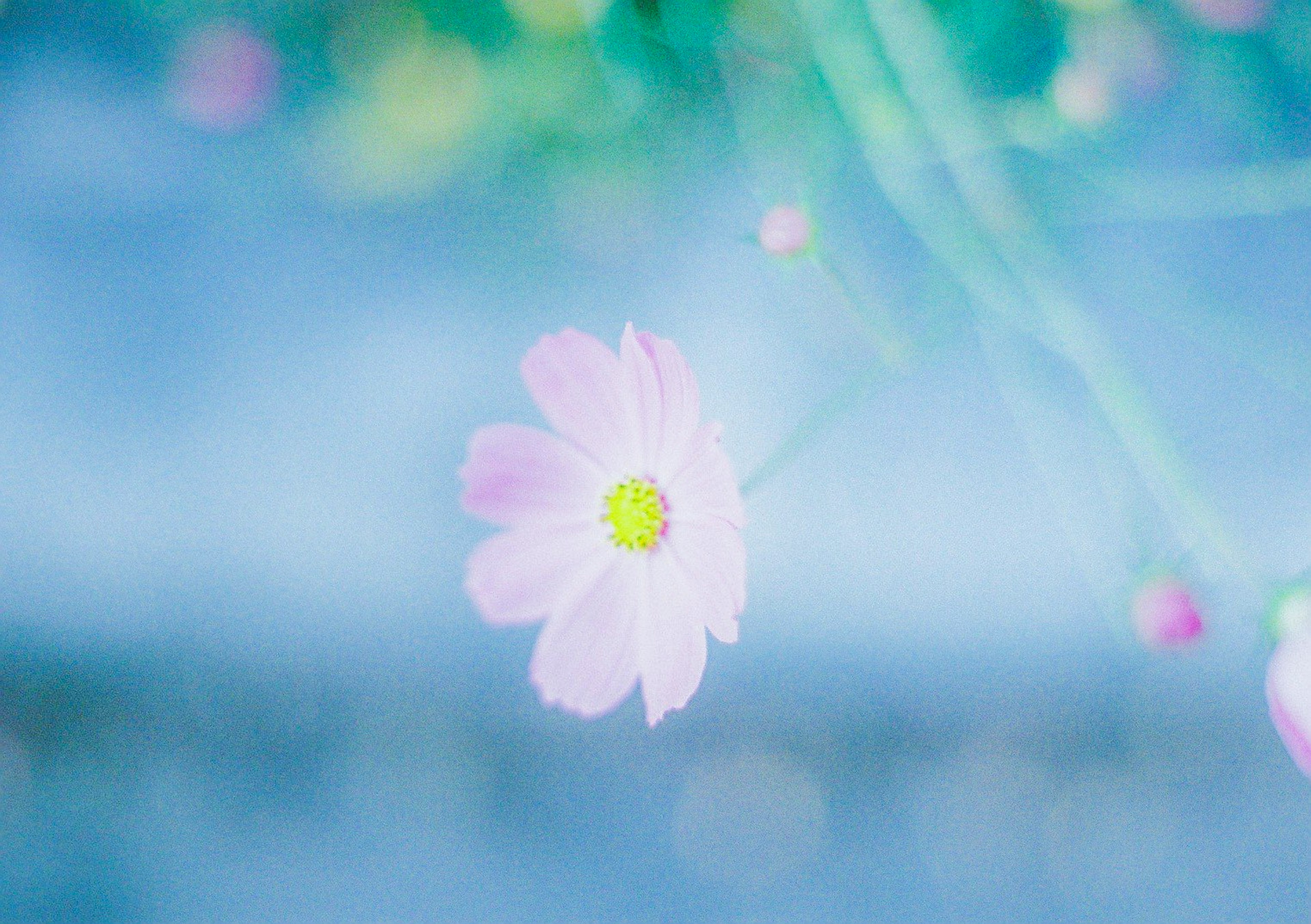 青い背景に咲く淡いピンクの花が特徴的