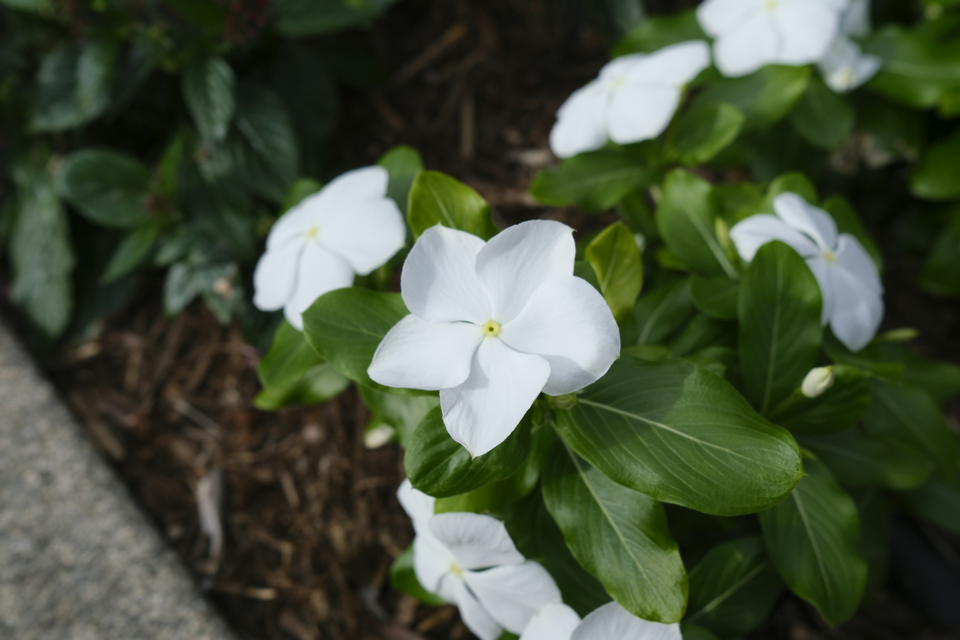 Acercamiento de flores blancas con hojas verdes en un jardín