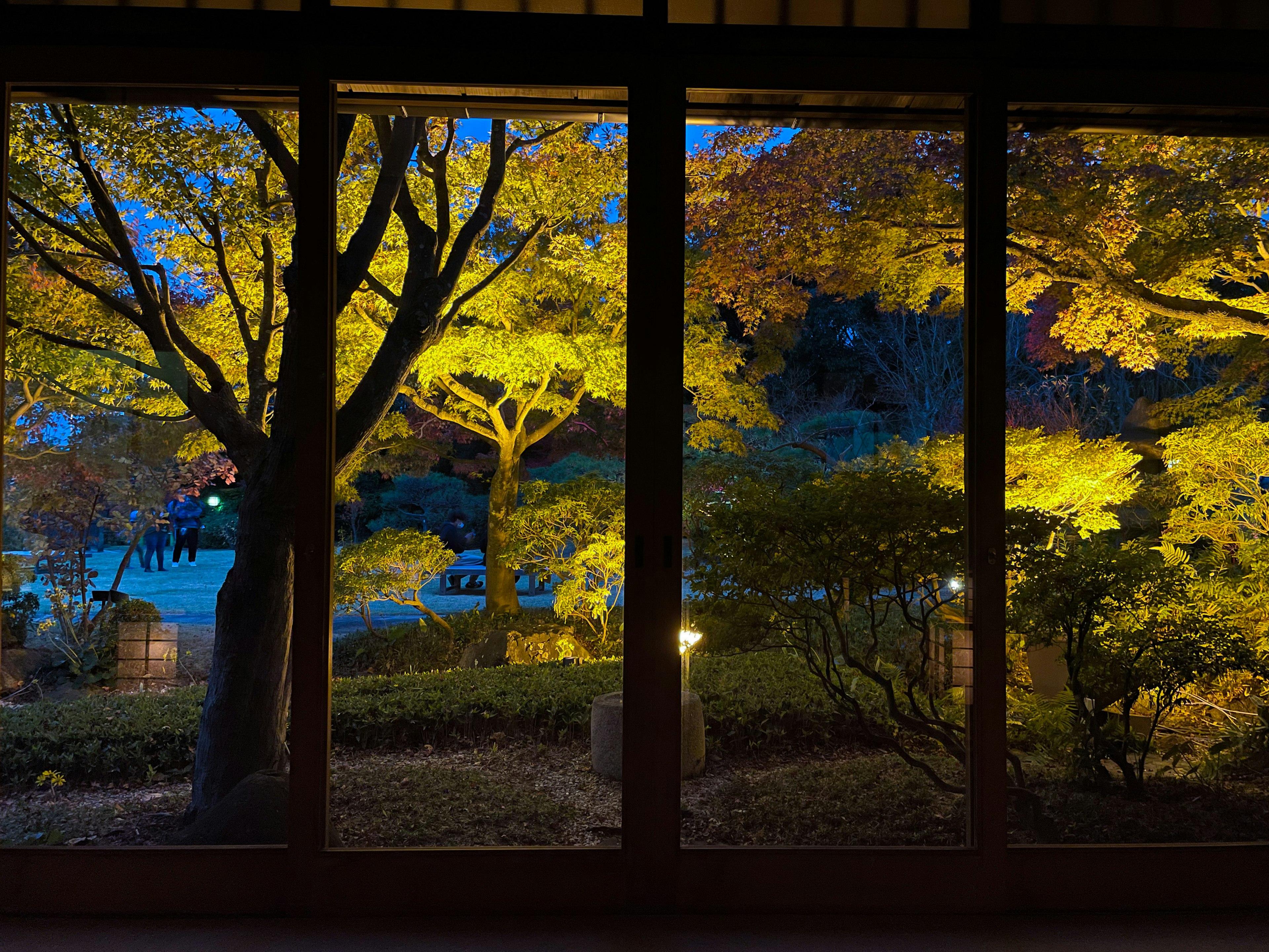 A view of a beautiful autumn garden illuminated at night