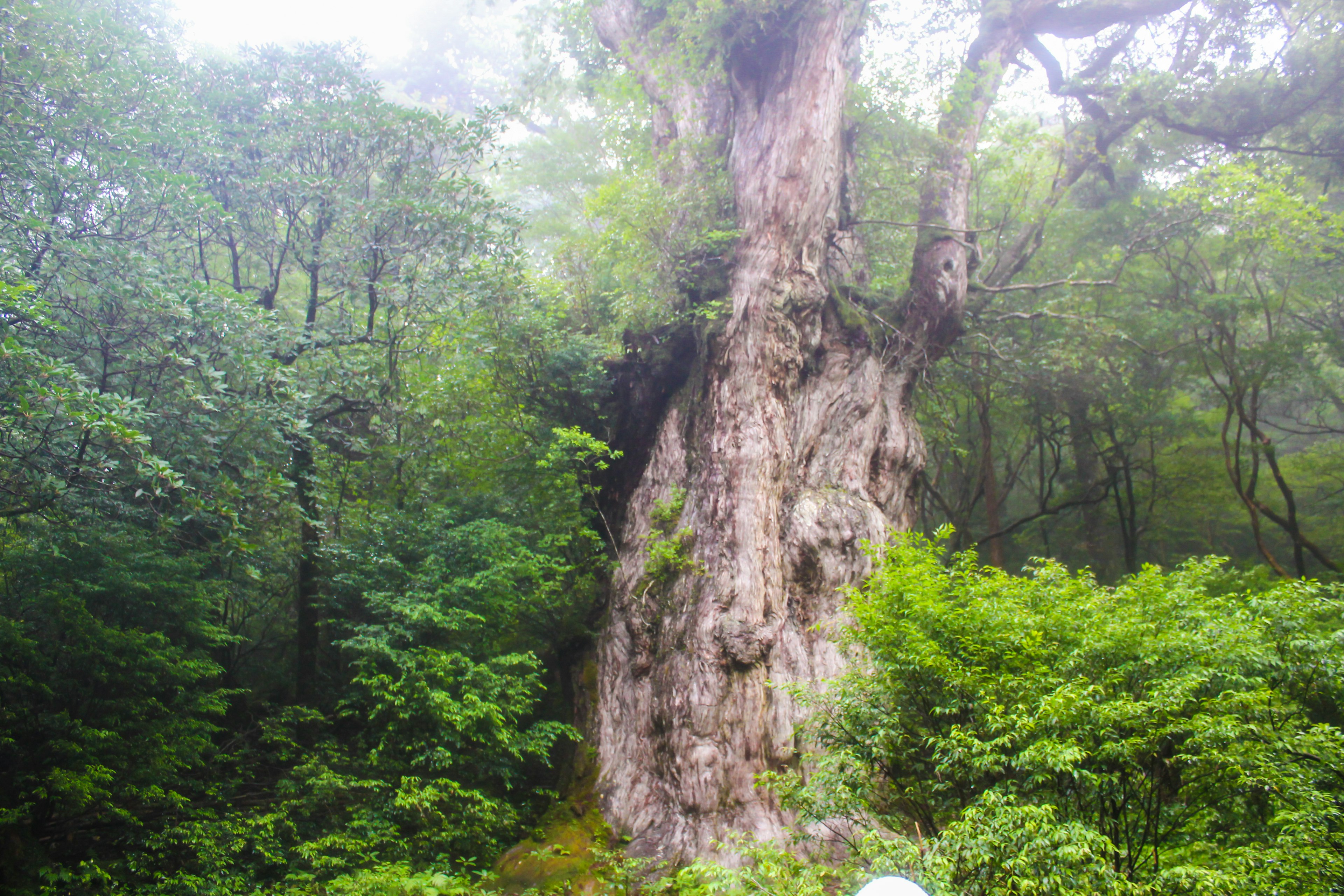 Albero antico in una foresta nebbiosa circondato da vegetazione lussureggiante