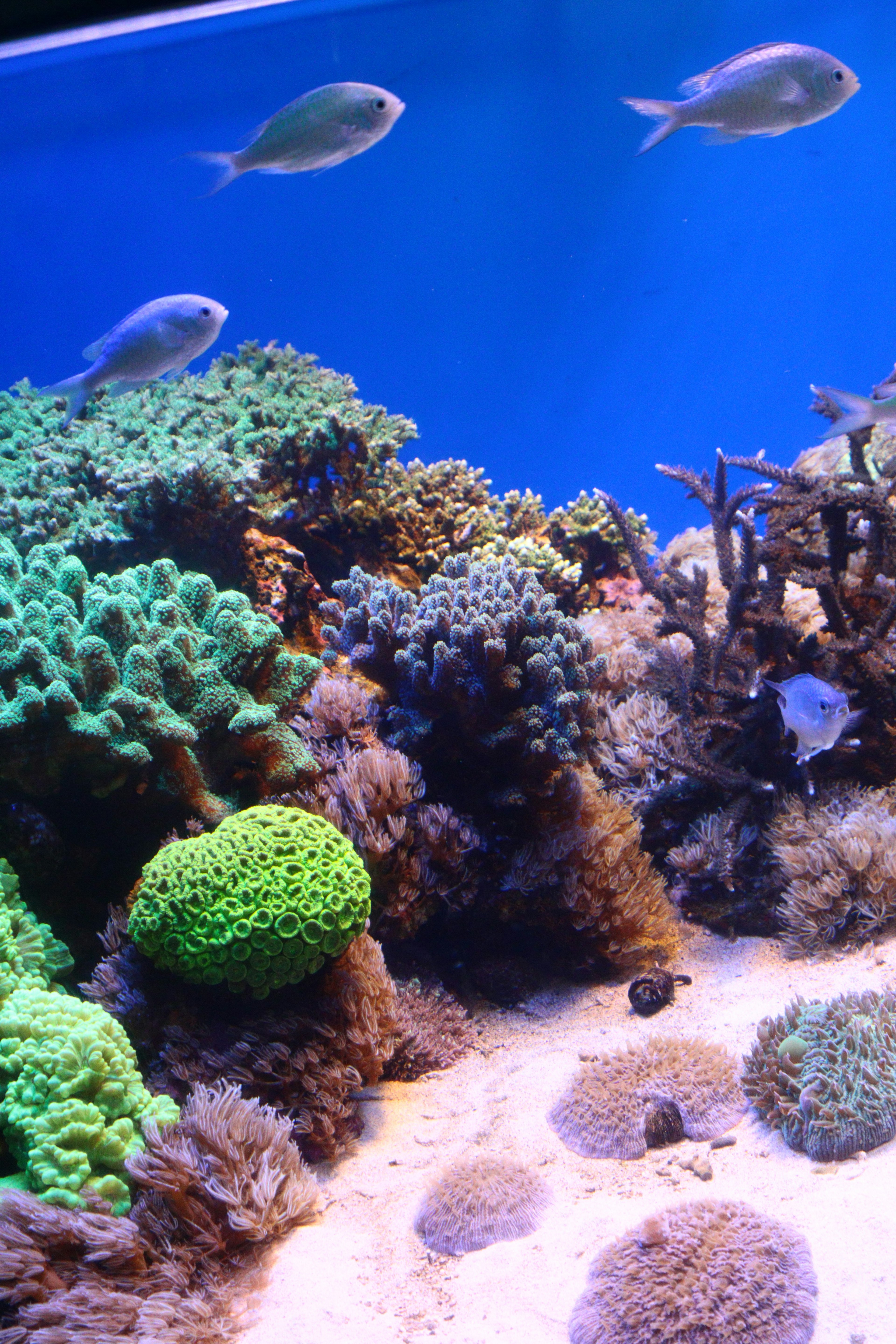 Schöne Meereslandschaft mit bunten Korallen und Fischen in einem blauen Aquarium