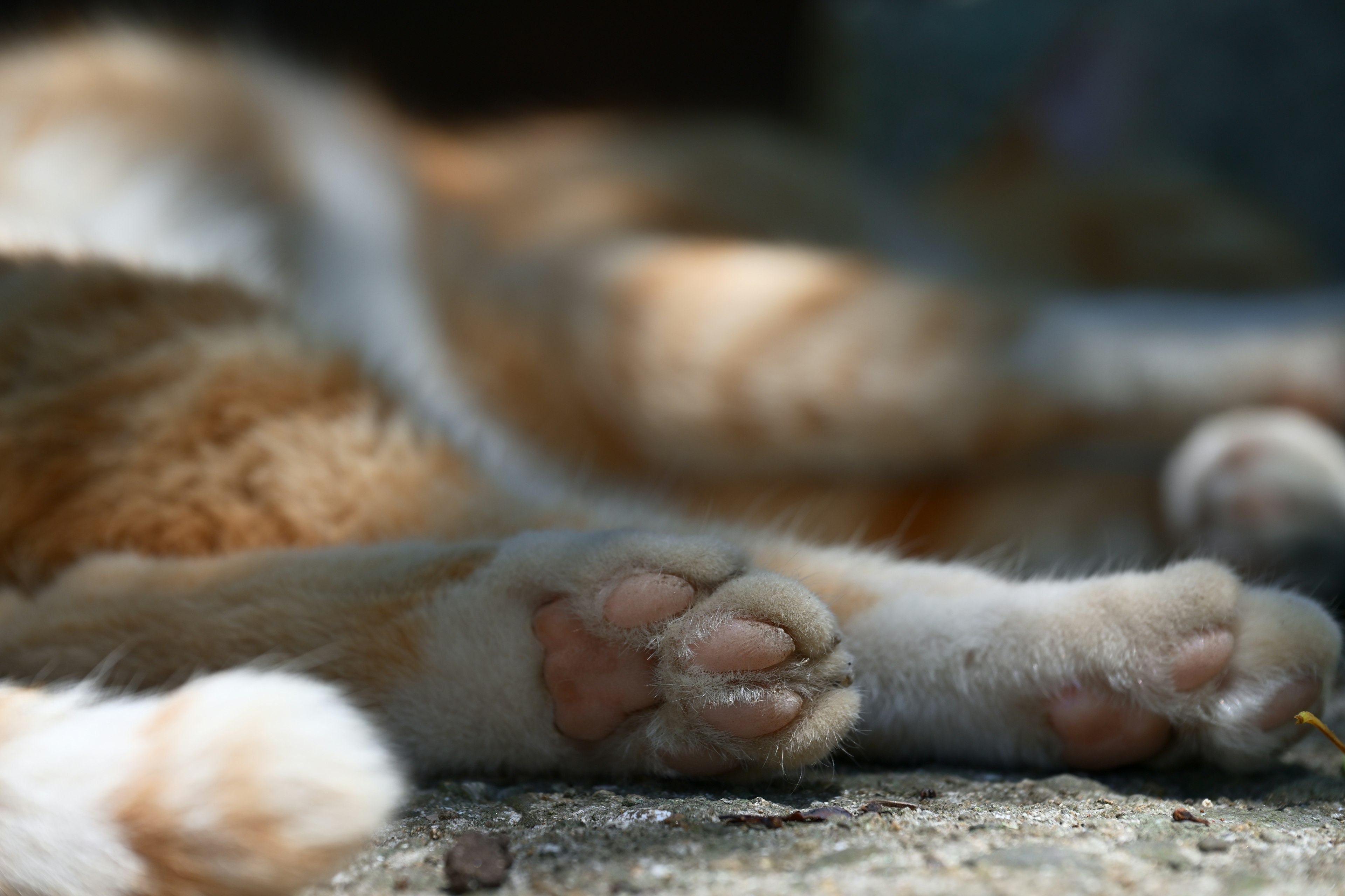 Acercamiento de las patas y almohadillas rosas de un gato