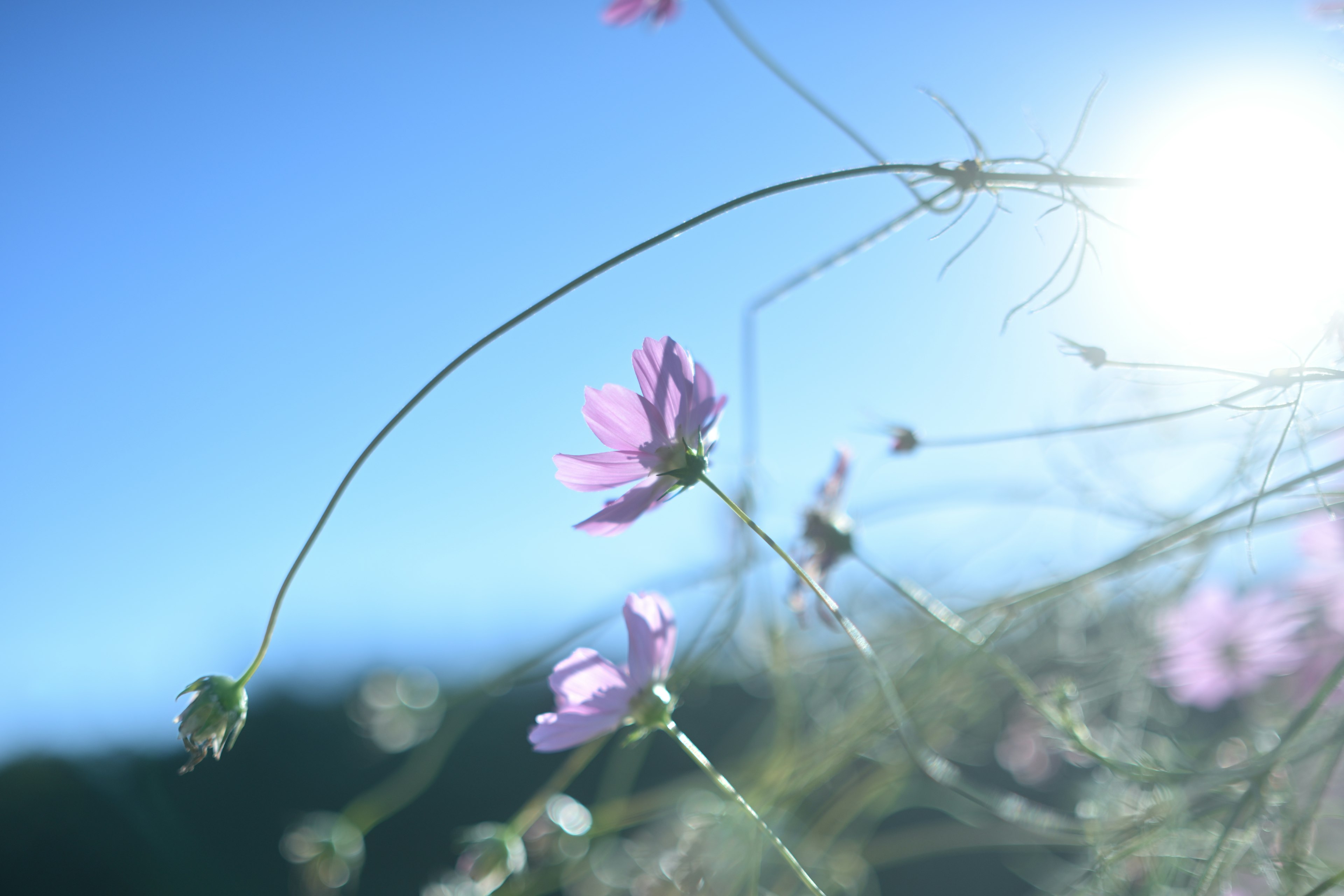 青空の下に咲く淡いピンクの花々とその茎