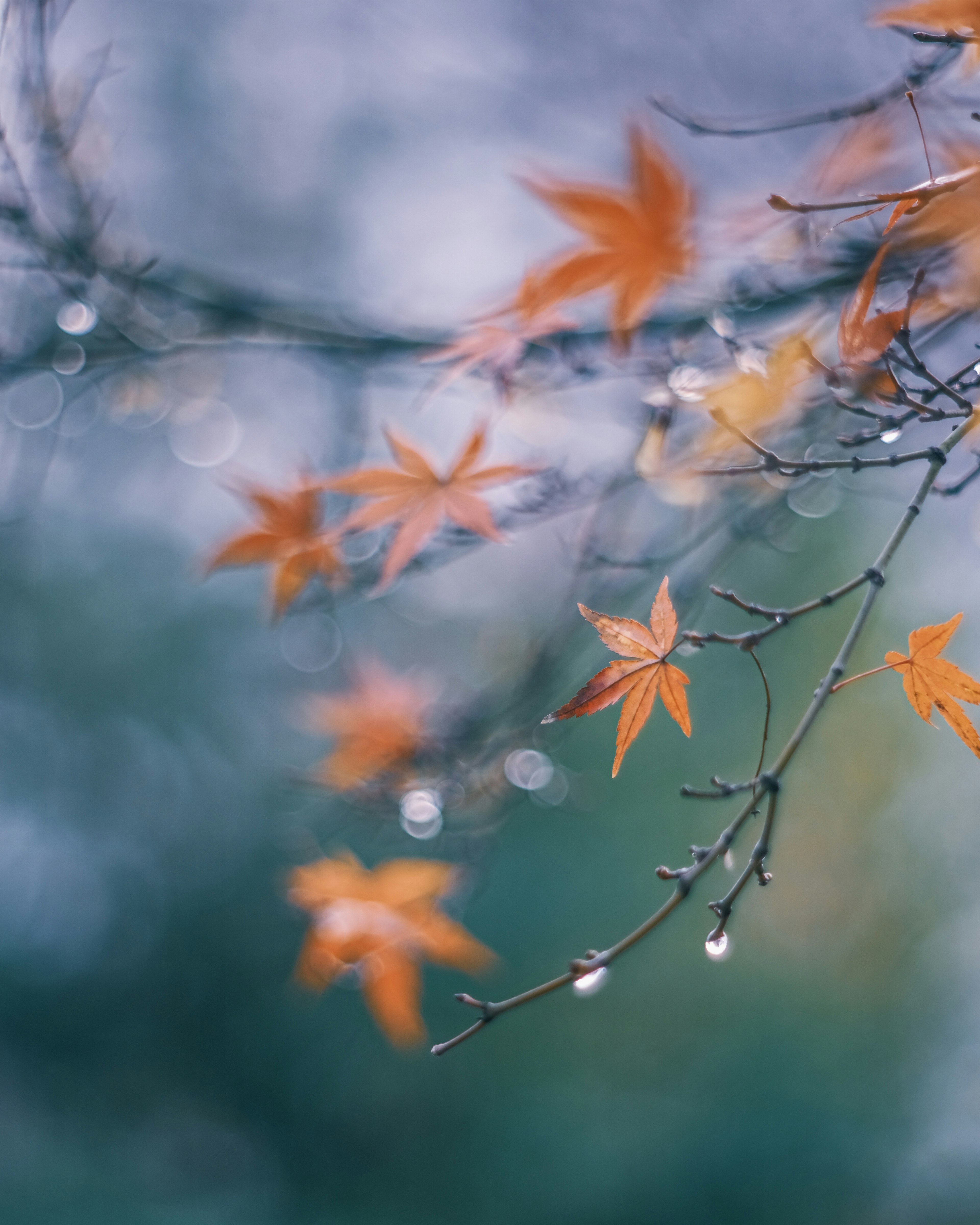 Orange leaves with rain droplets against a blurred background