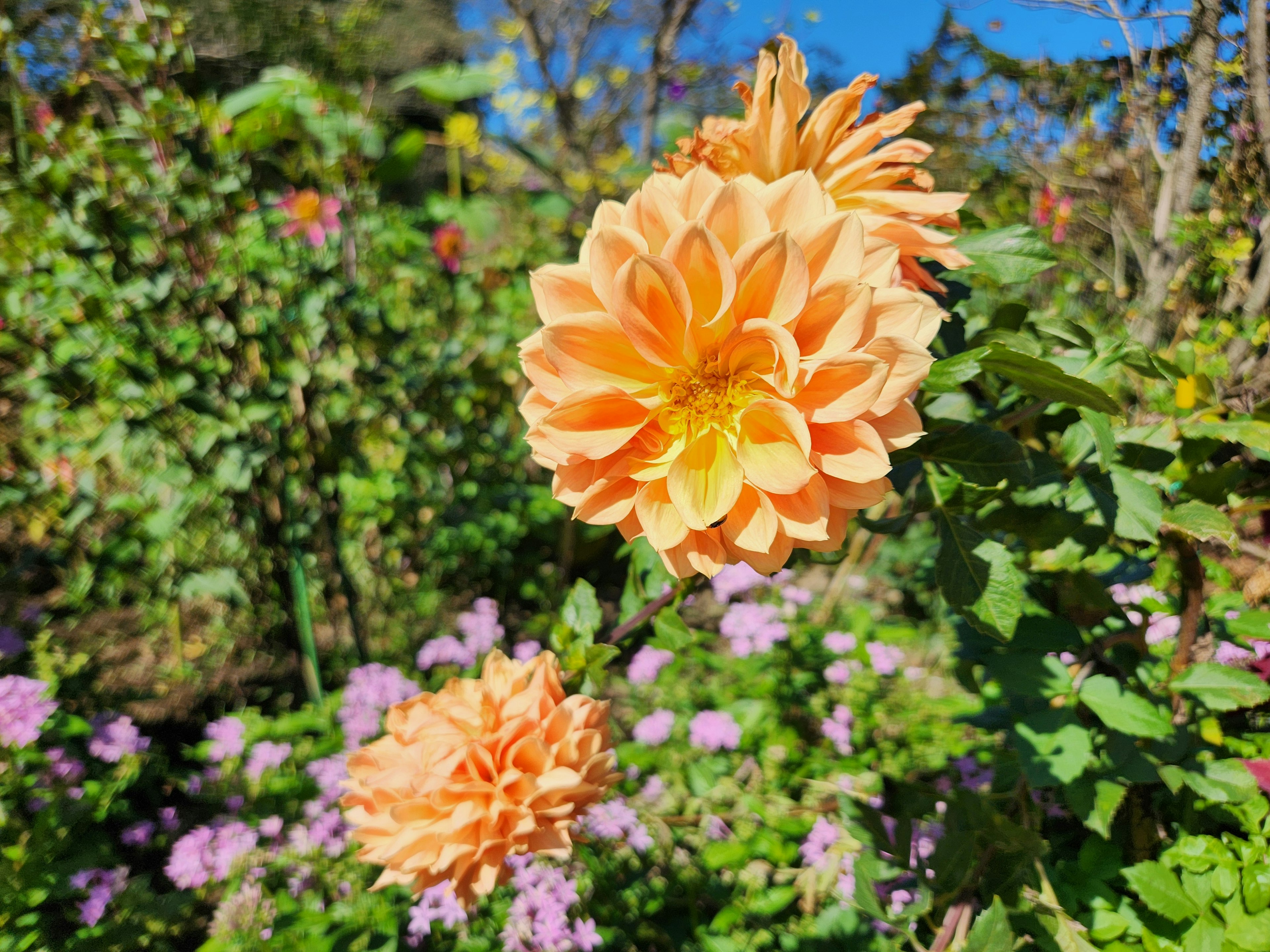 Fiori di dalia arancioni brillanti che fioriscono in un giardino