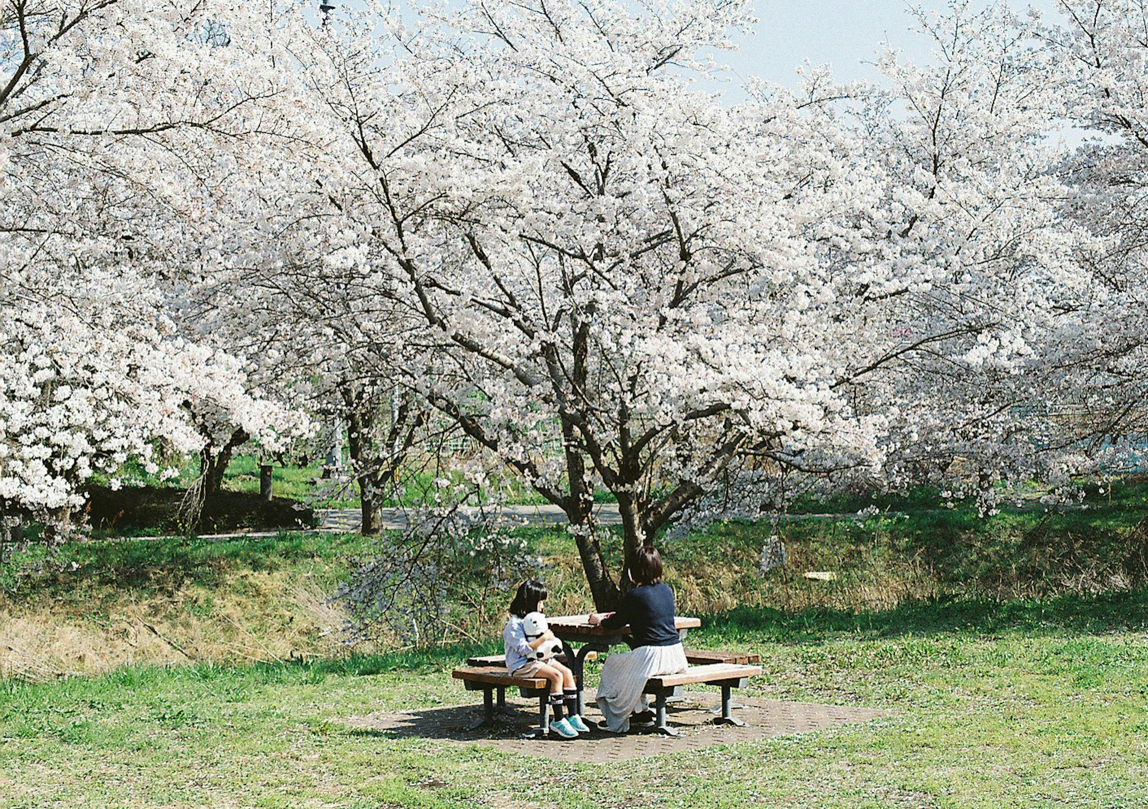 Dos personas sentadas bajo un árbol de cerezo