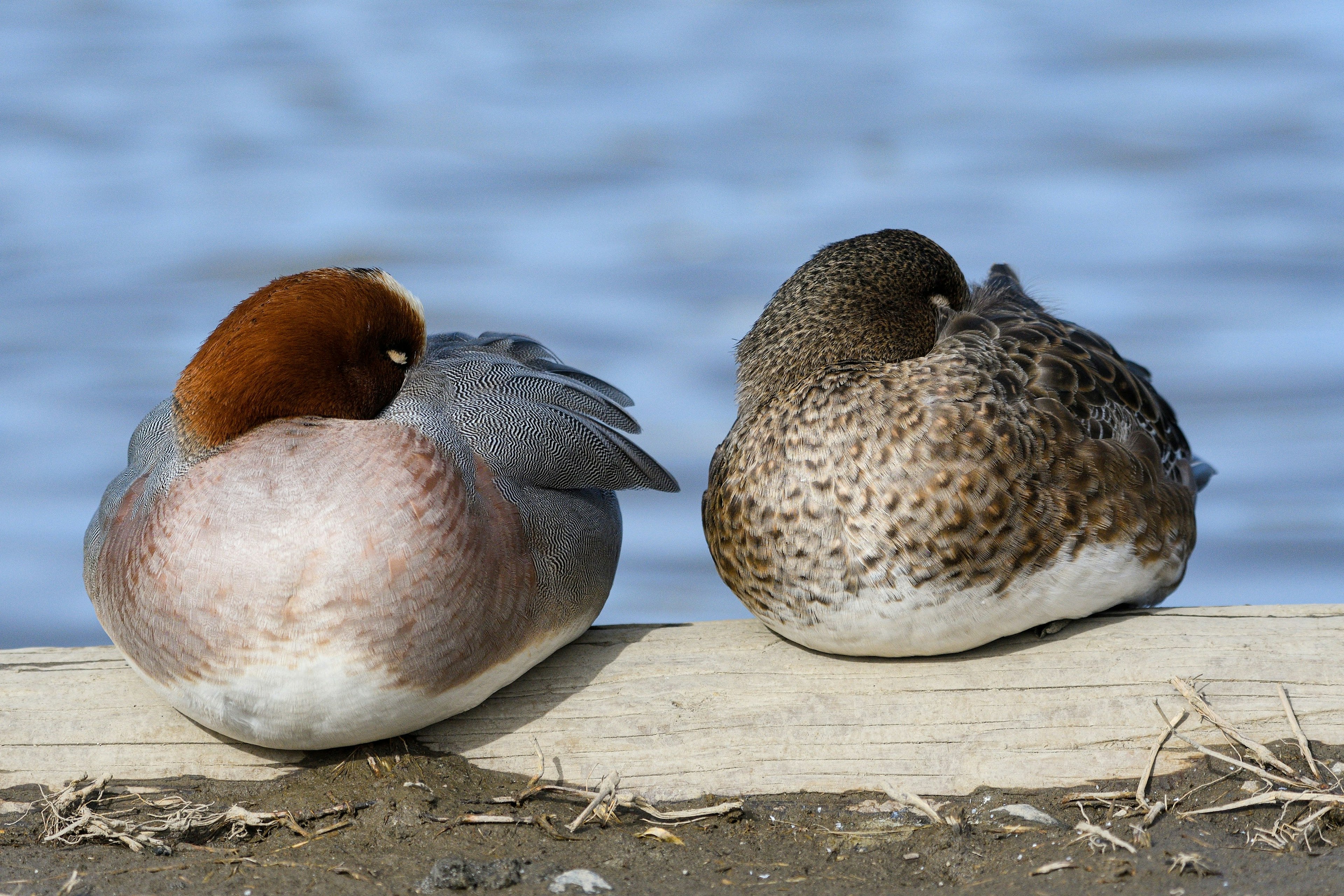 Dos aves acuáticas descansando lado a lado