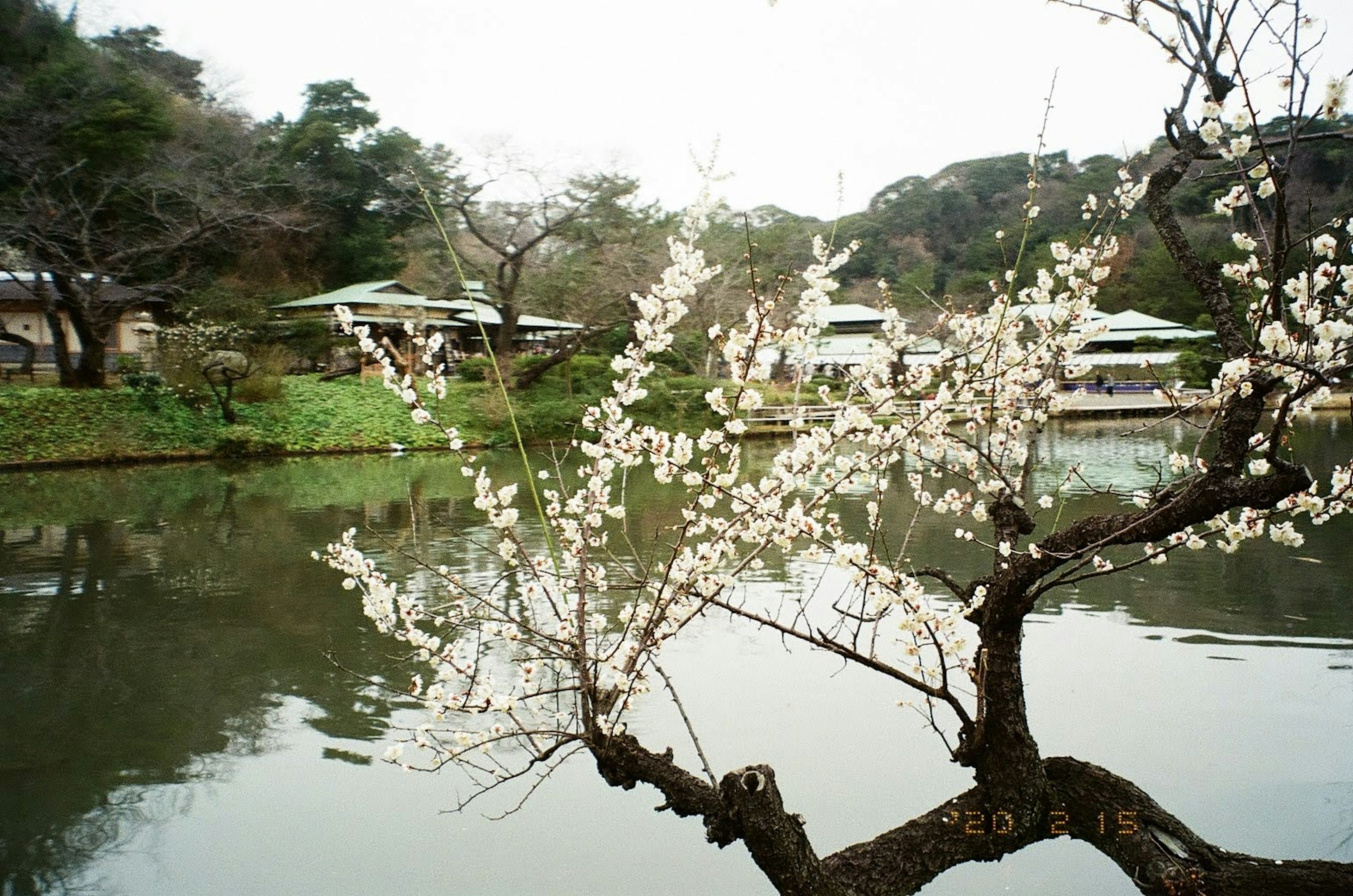 白い花が咲く桜の木と静かな池の風景