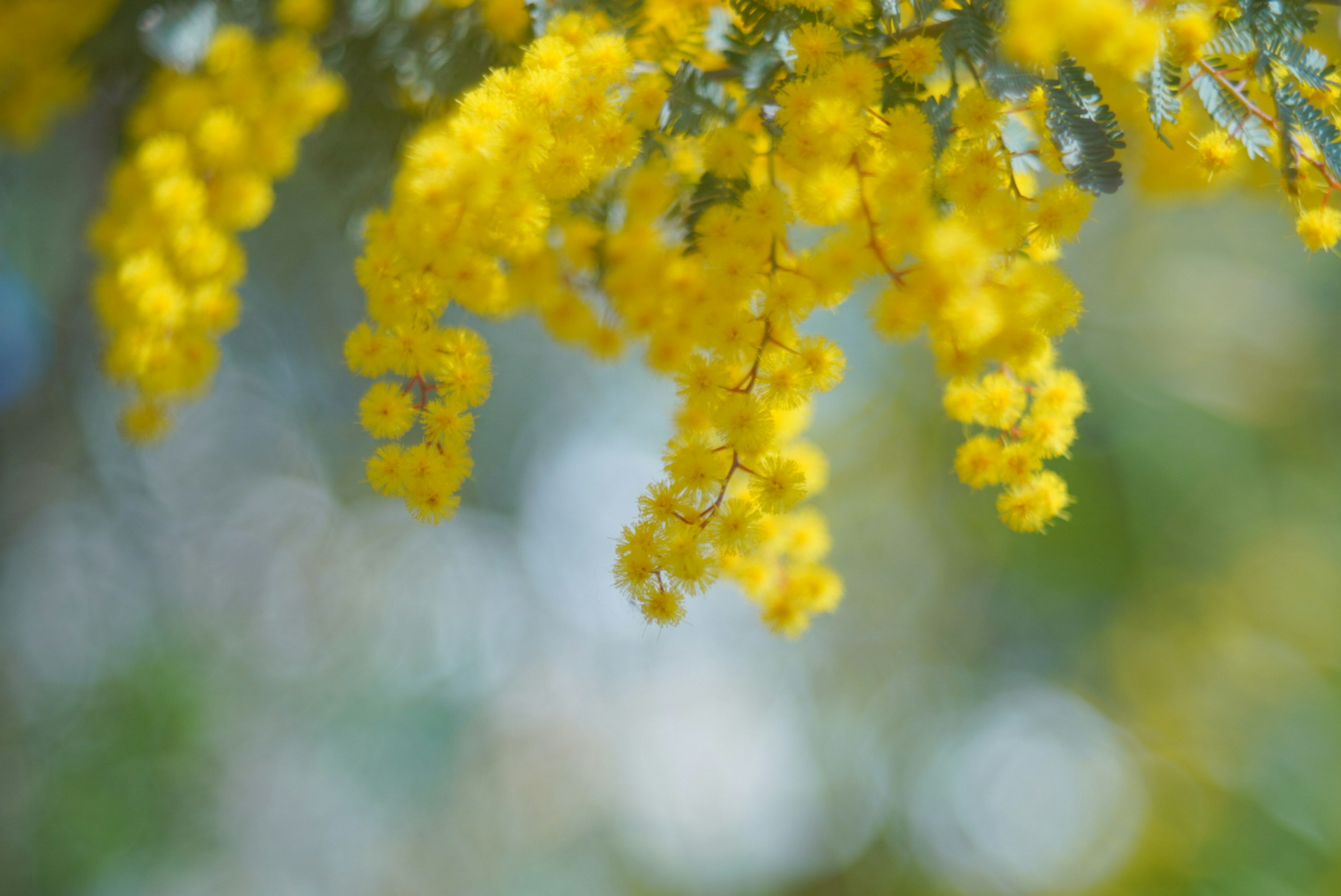 Lebendige Darstellung von hängenden gelben Mimoseblüten