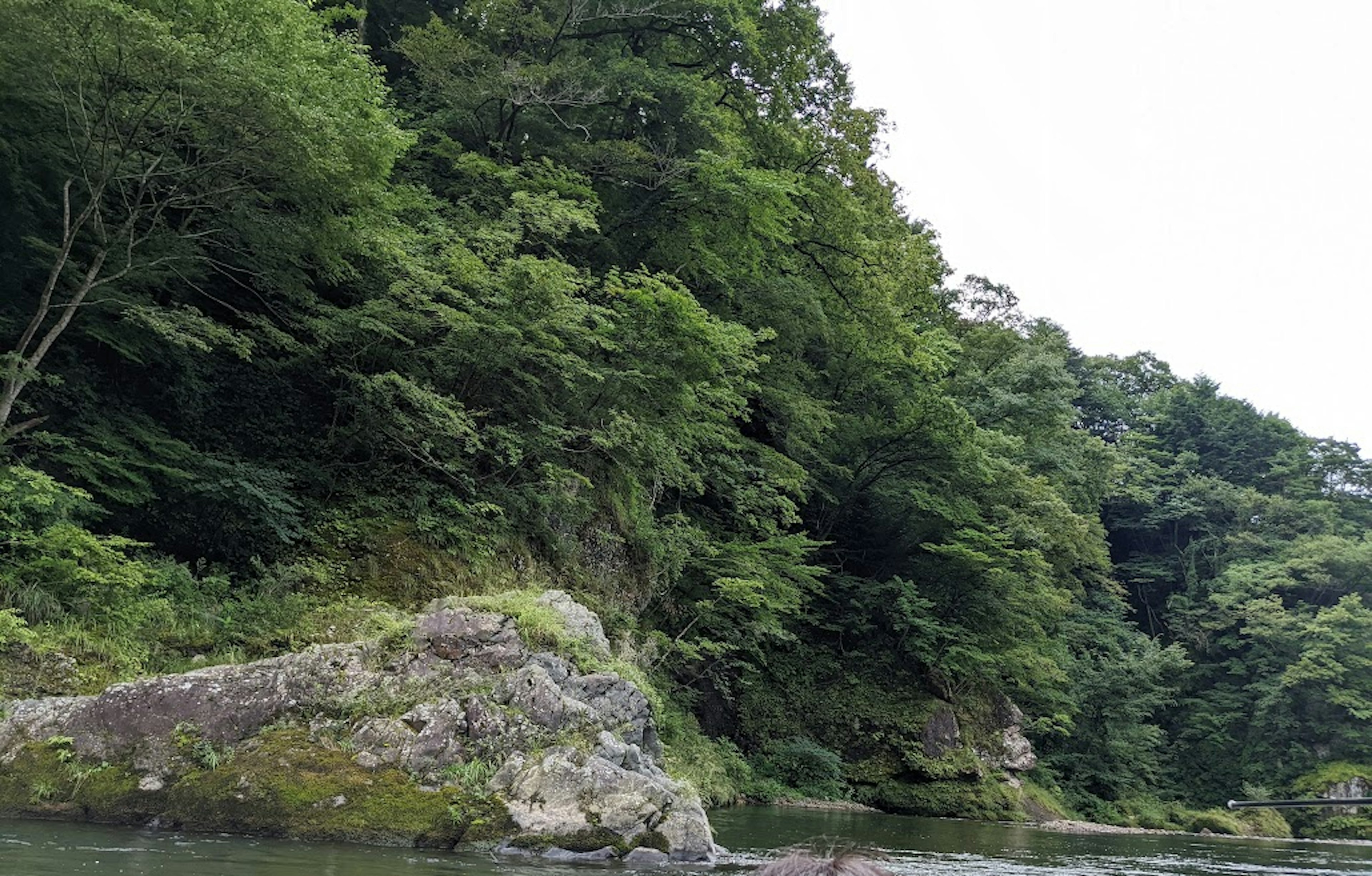 Serene river landscape surrounded by lush green forest