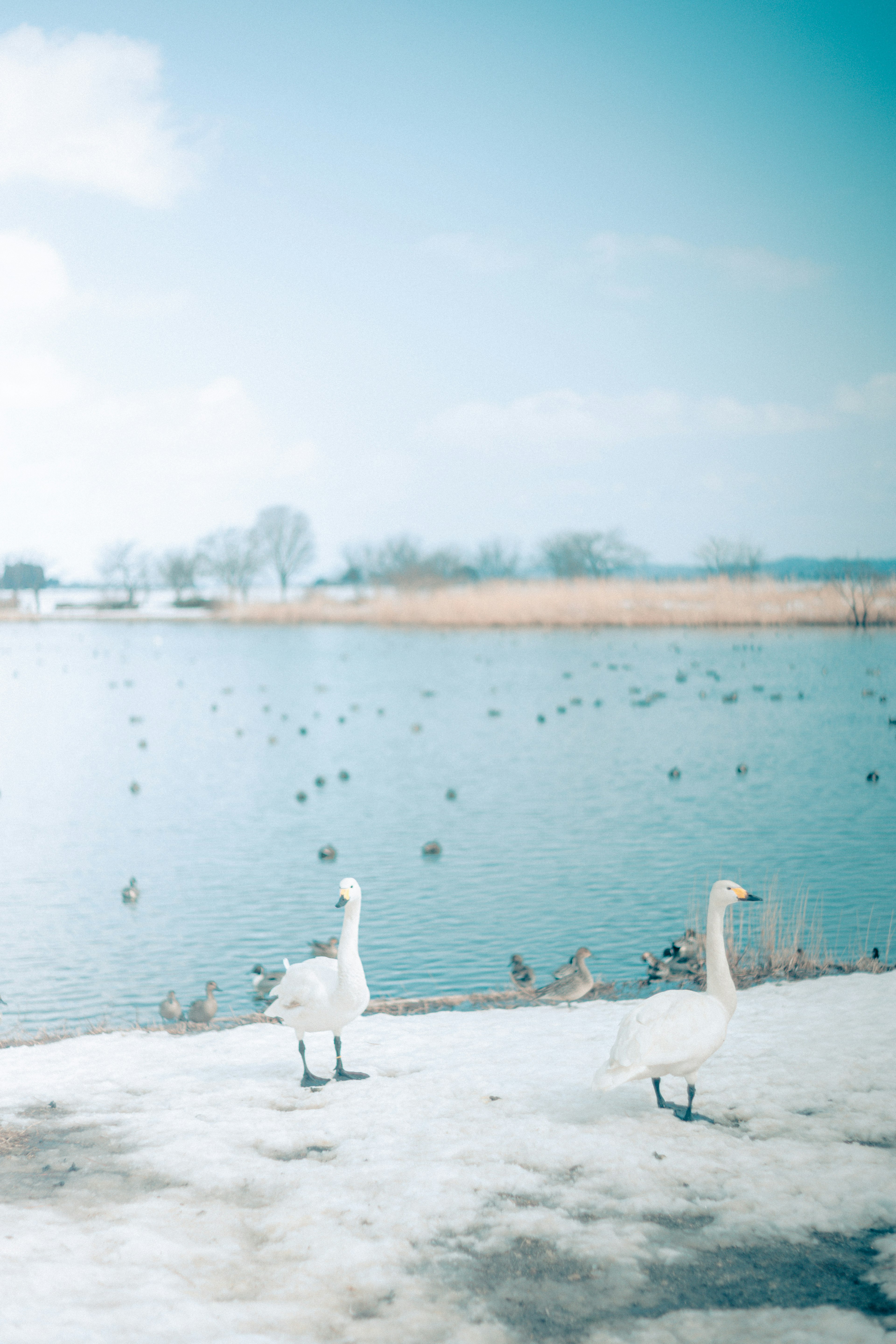 Two white waterfowl standing by a serene lake with a soft blue sky