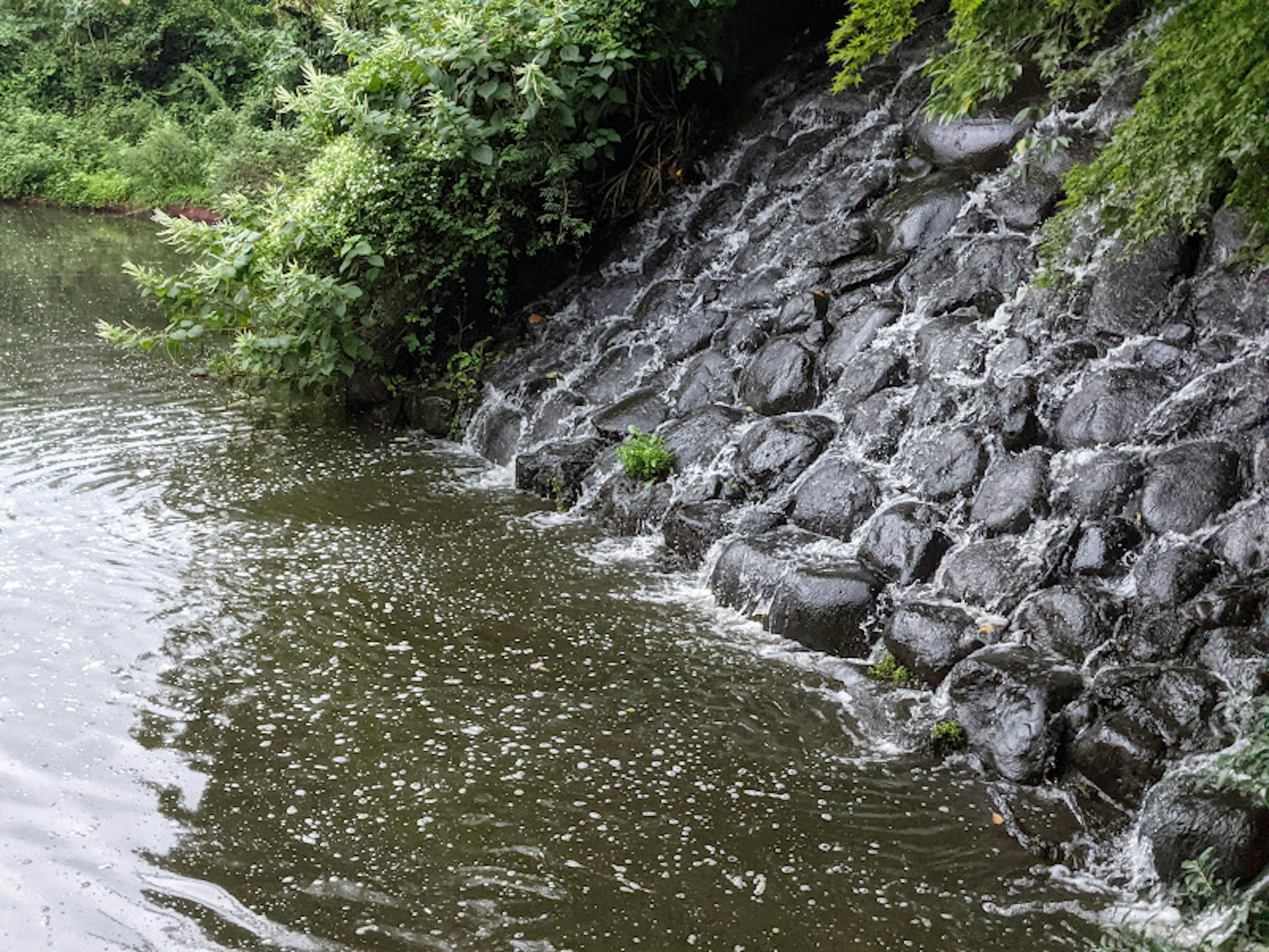 水辺の岩と緑の植物が見える風景