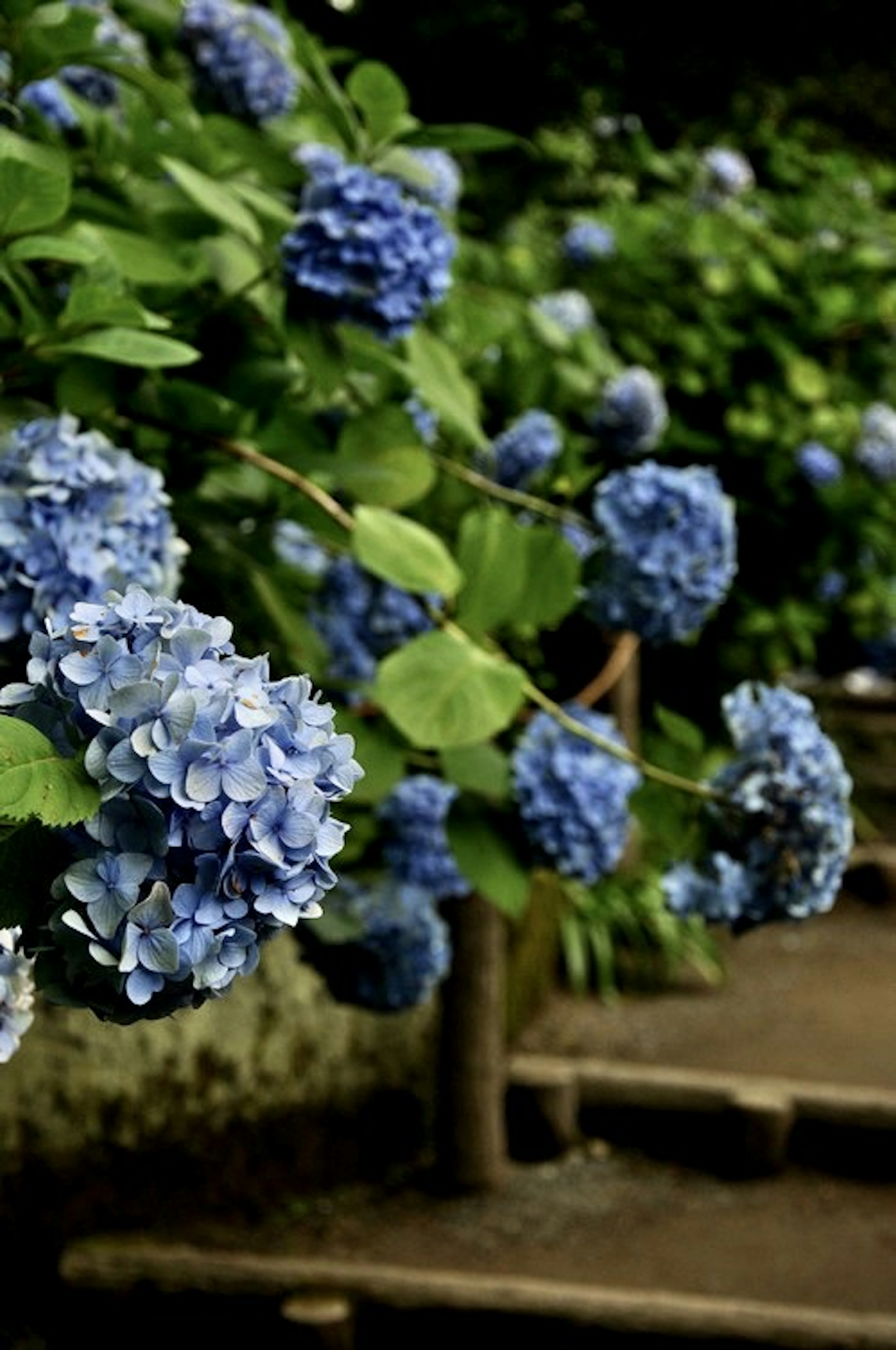 Pemandangan taman dengan bunga hydrangea biru yang mekar