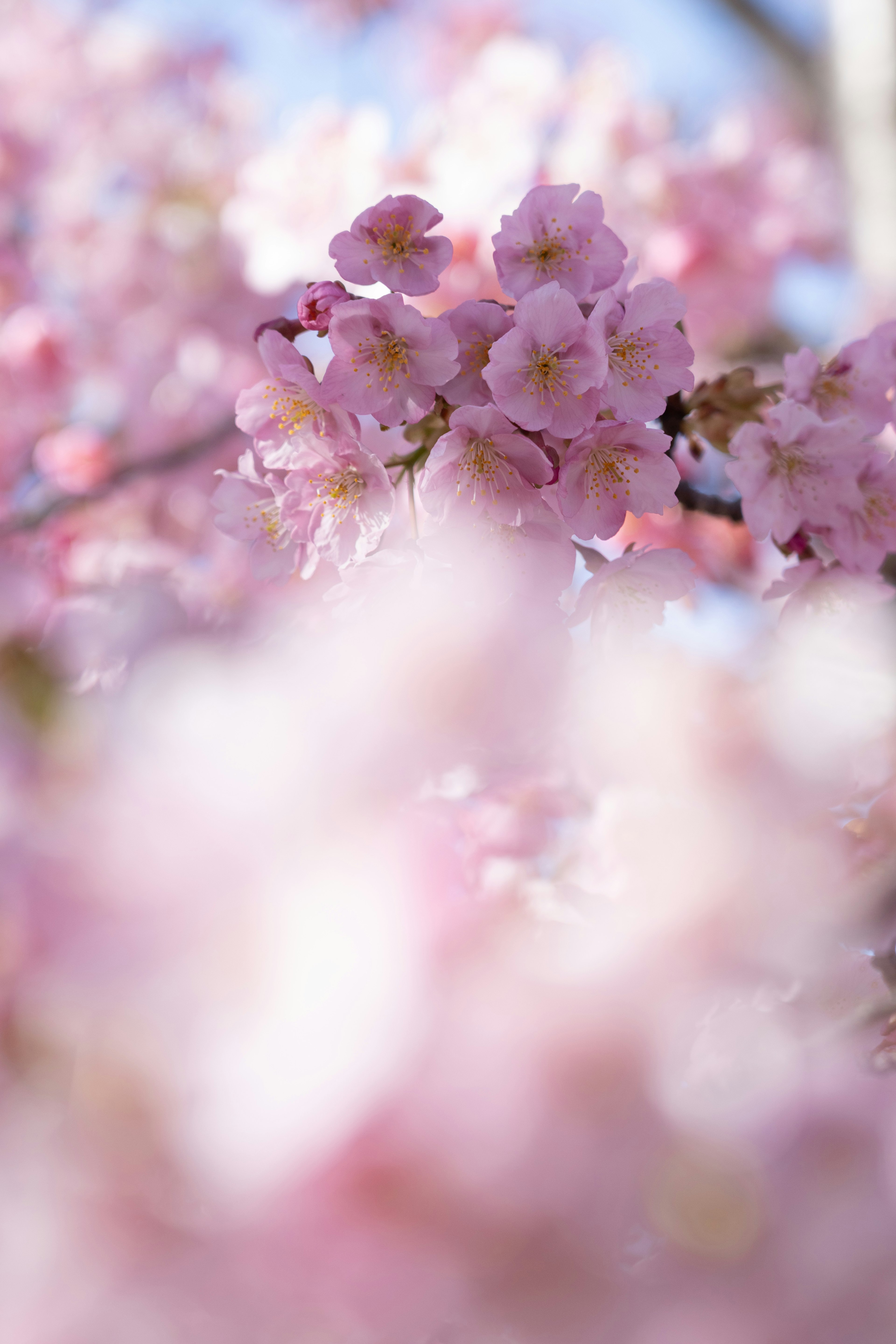 Flores de cerezo rosa suave en plena floración