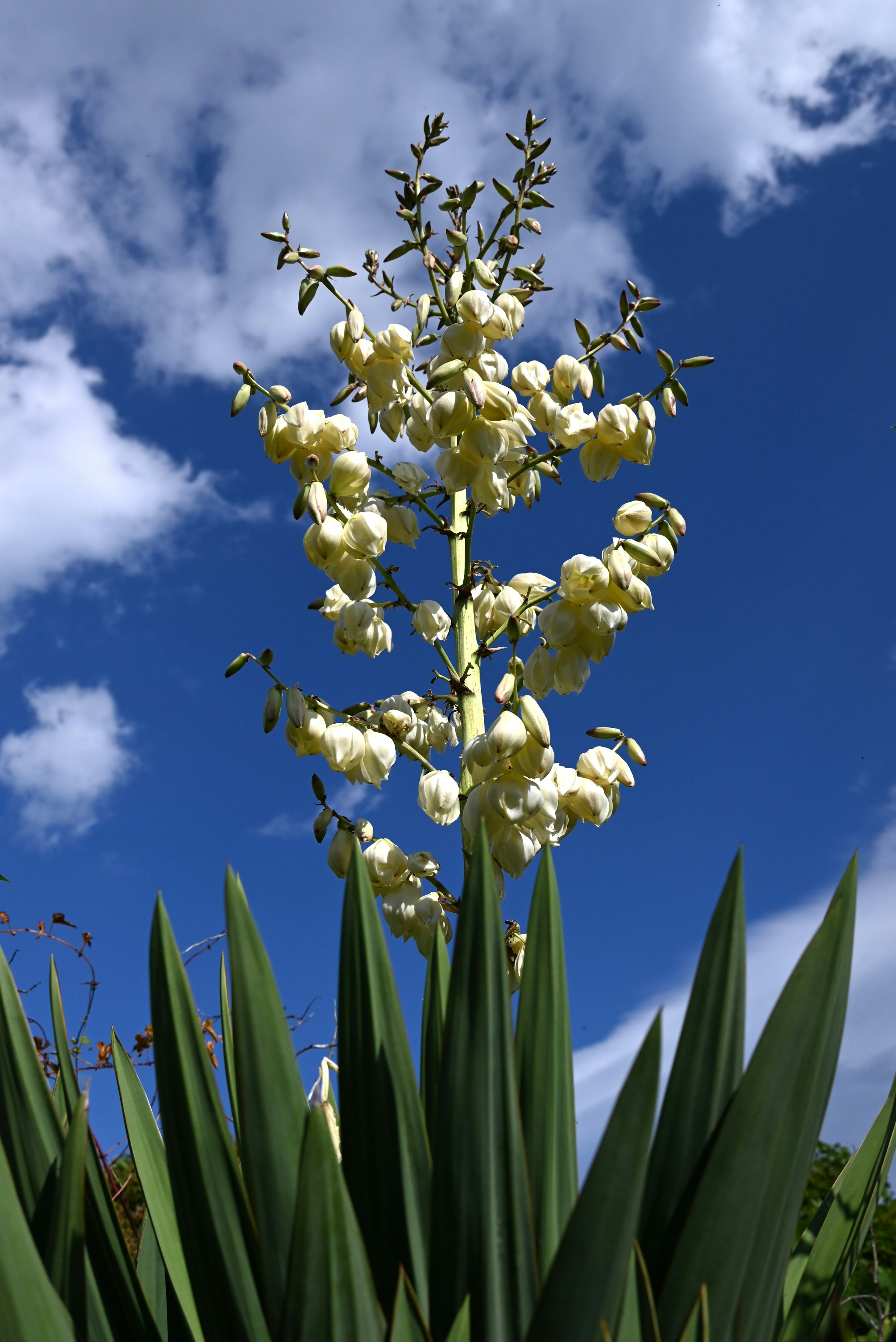 Plante avec des épis de fleurs blanches distinctifs sous un ciel lumineux