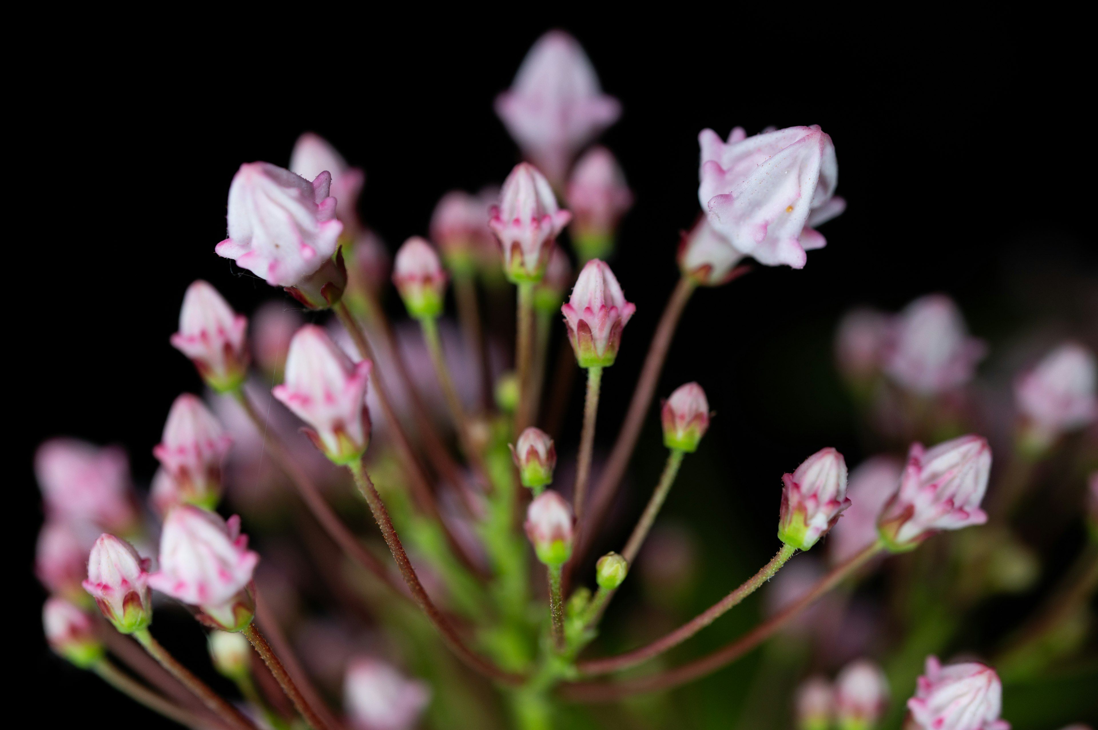 Groupe de boutons de fleurs roses pâles sur fond sombre