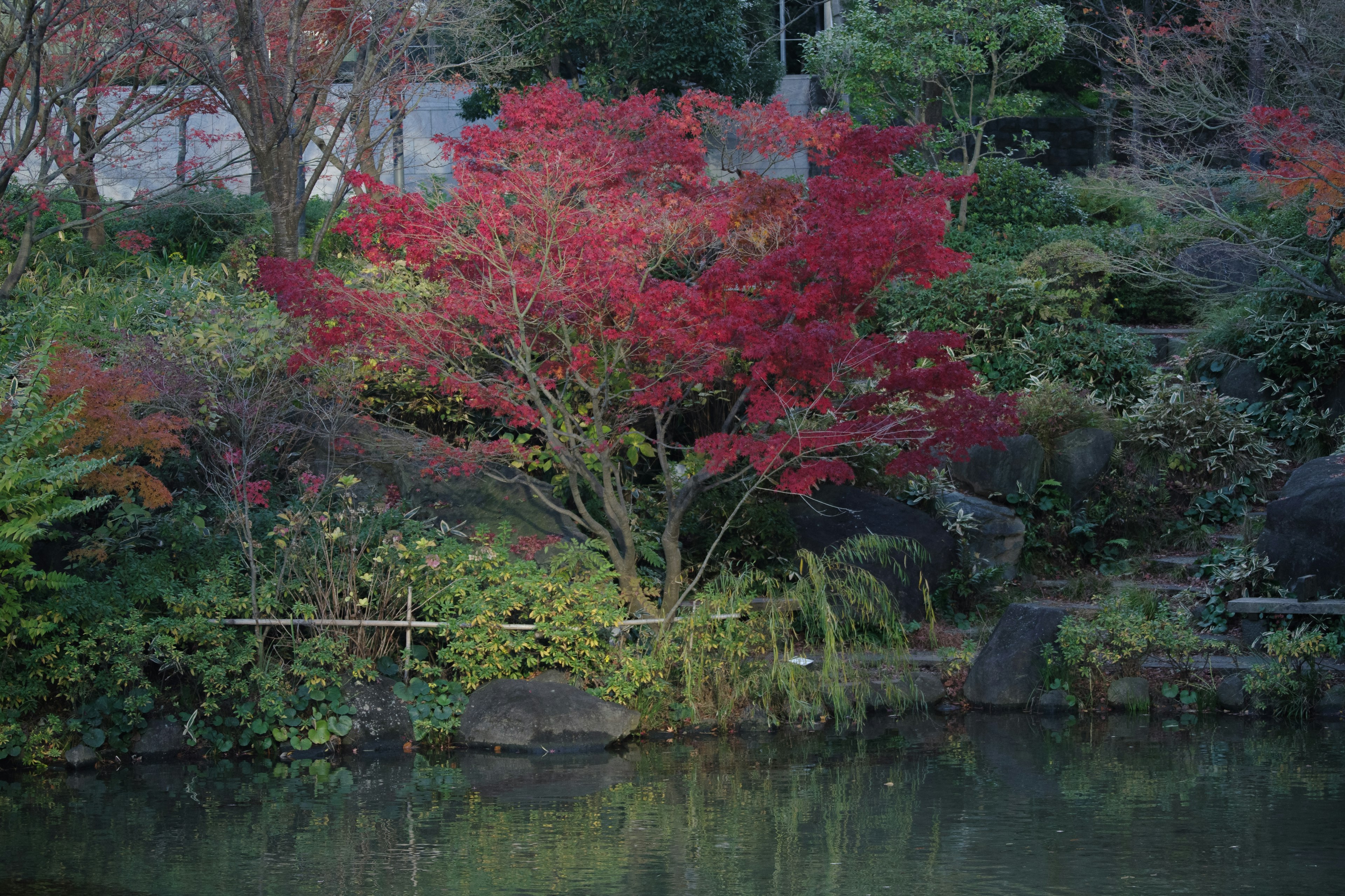 Eine schöne Gartenszene mit einem Baum mit roten Blättern in der Nähe eines Teiches