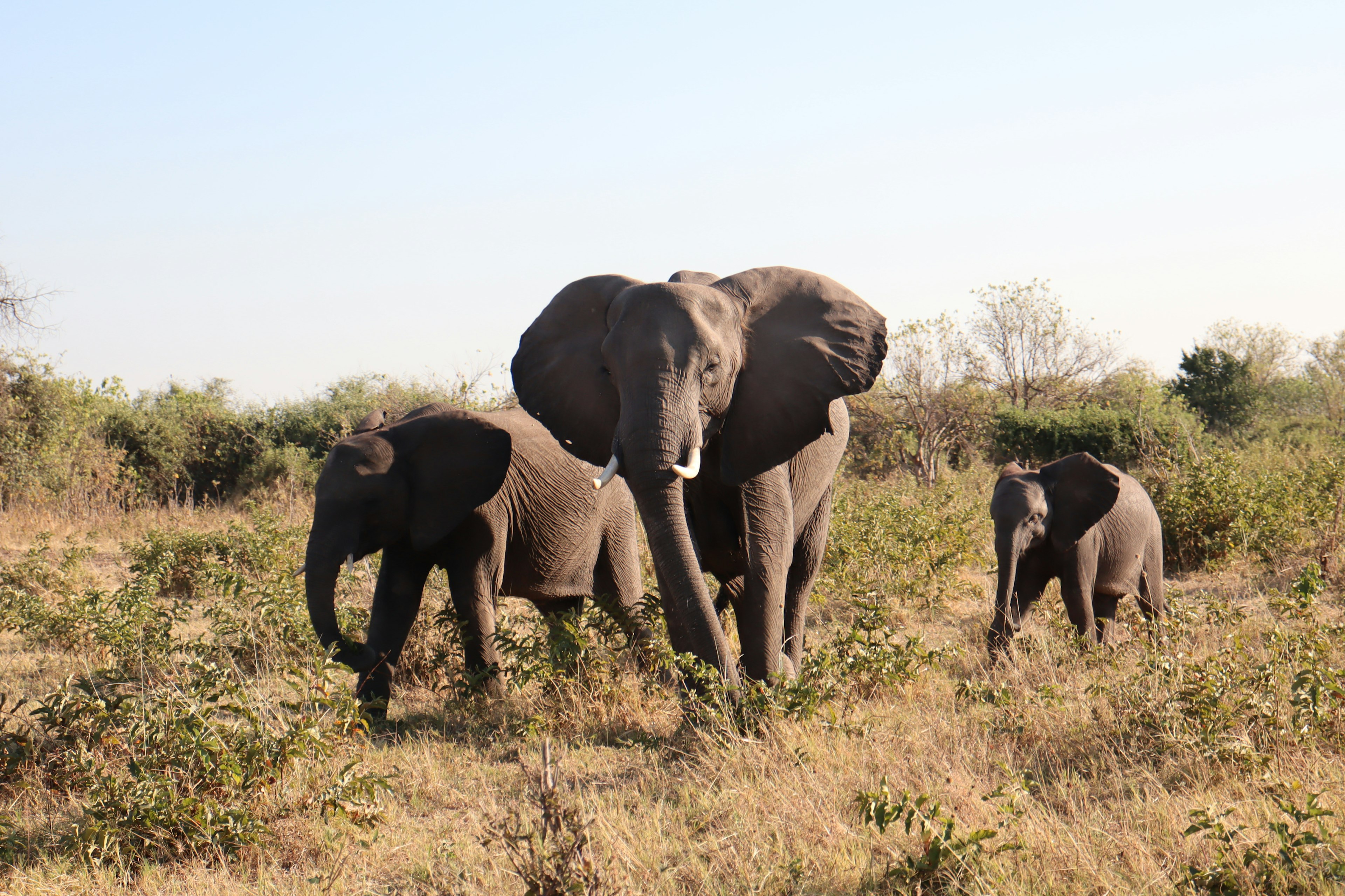 Tres elefantes africanos caminando en una pradera