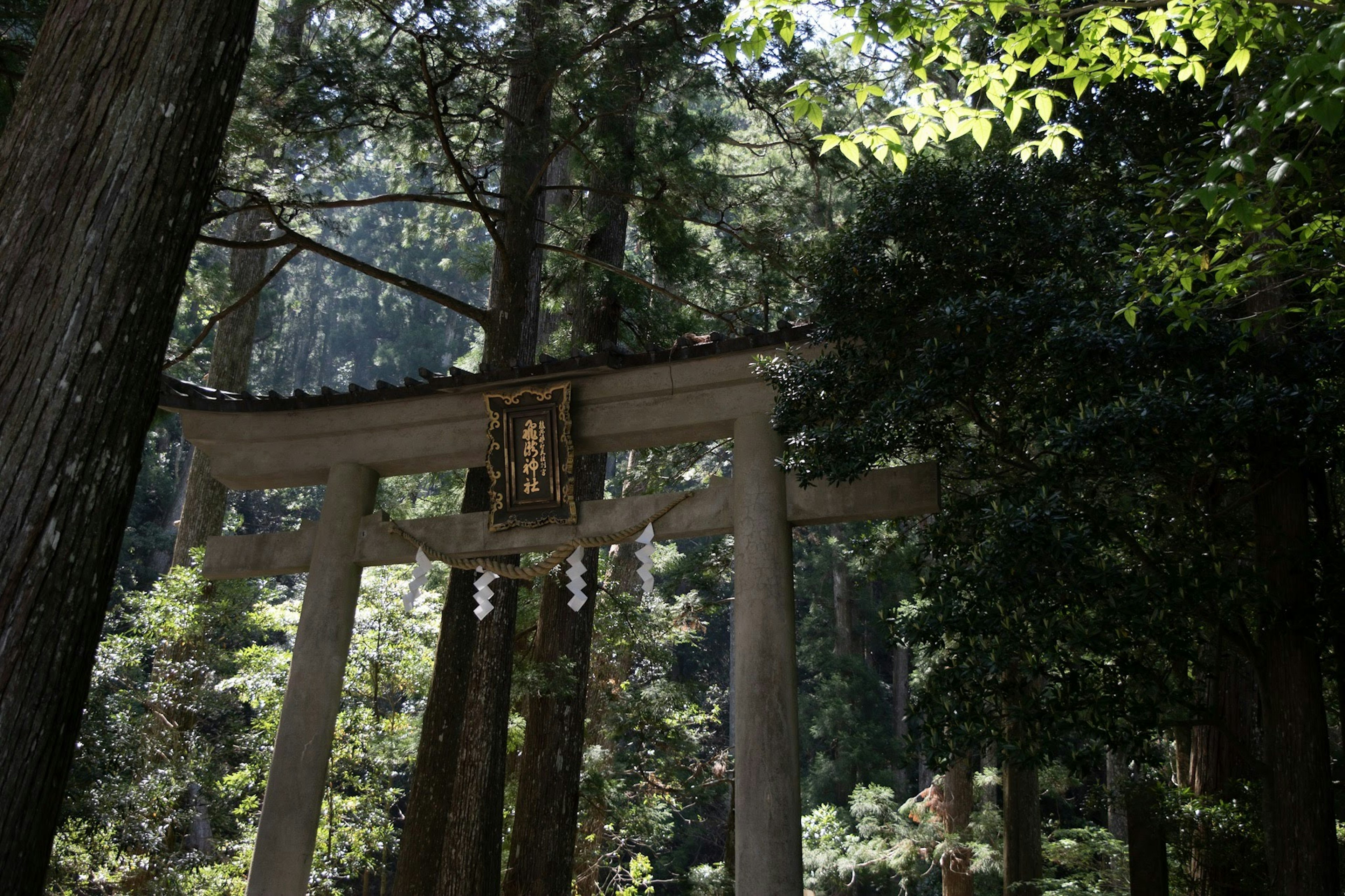 Gerbang torii di hutan dengan pepohonan hijau yang subur