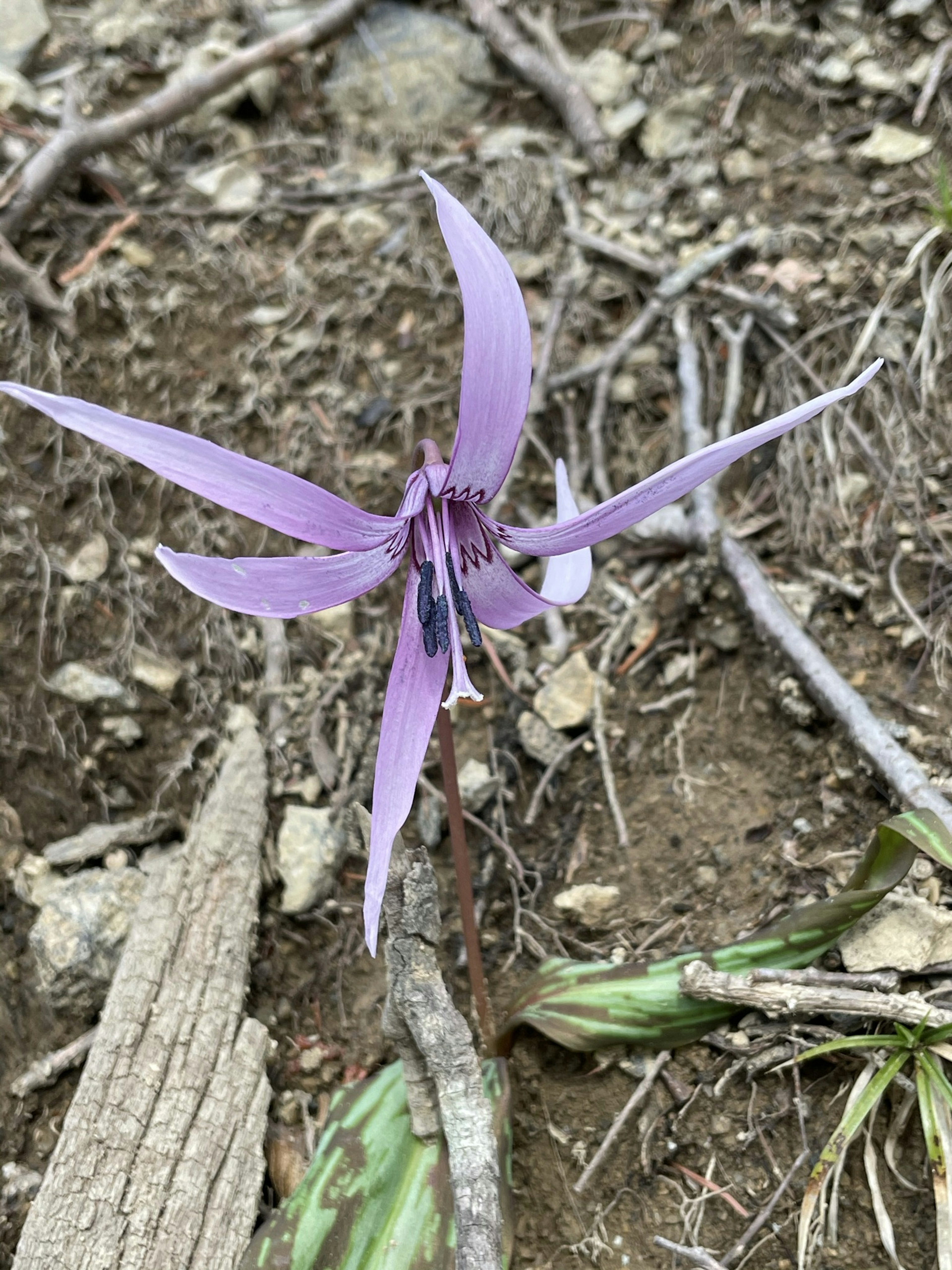 Una flor morada floreciendo en el suelo