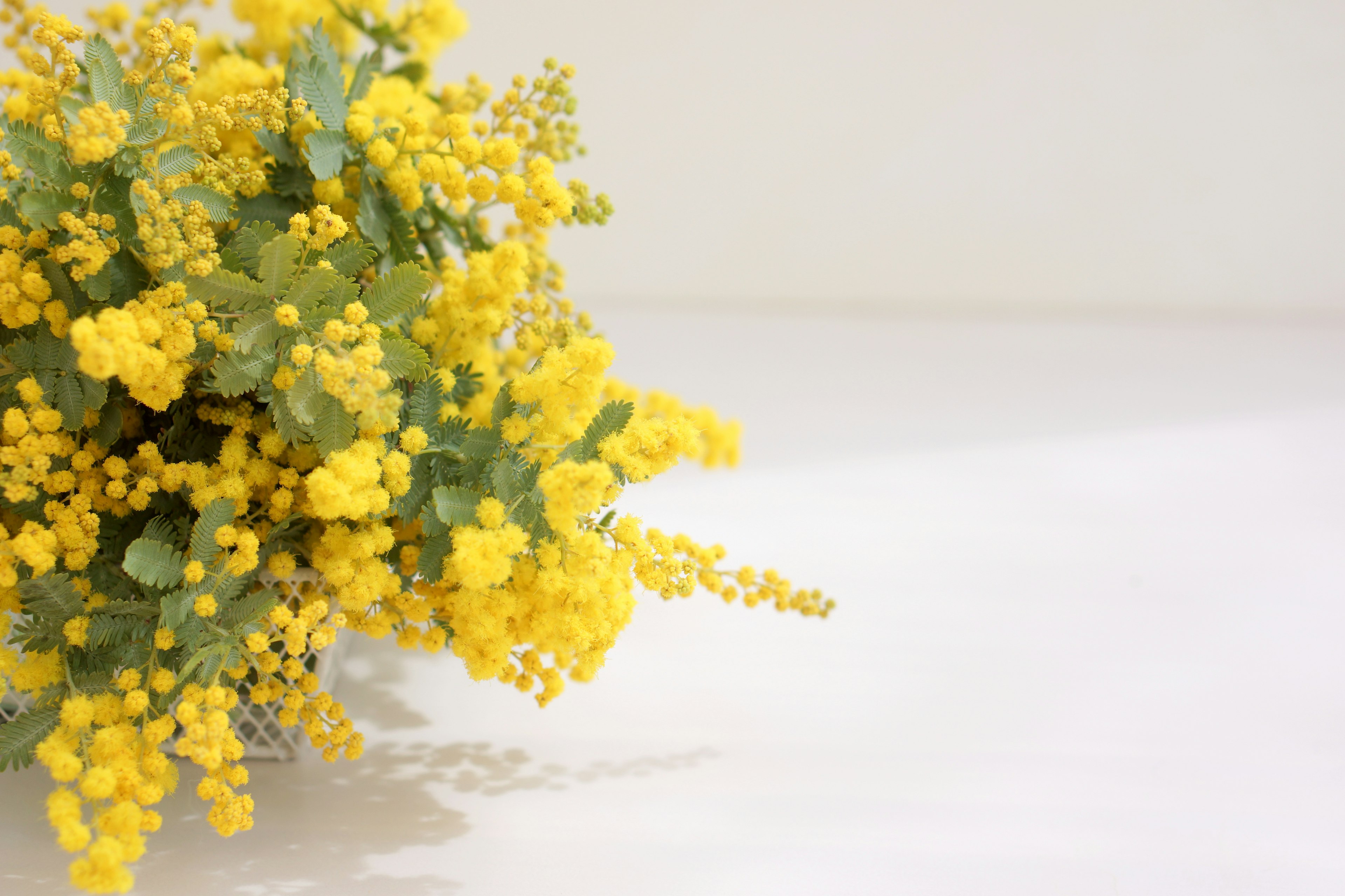 Ein heller gelber Mimose-Bouquet auf einem weißen Hintergrund