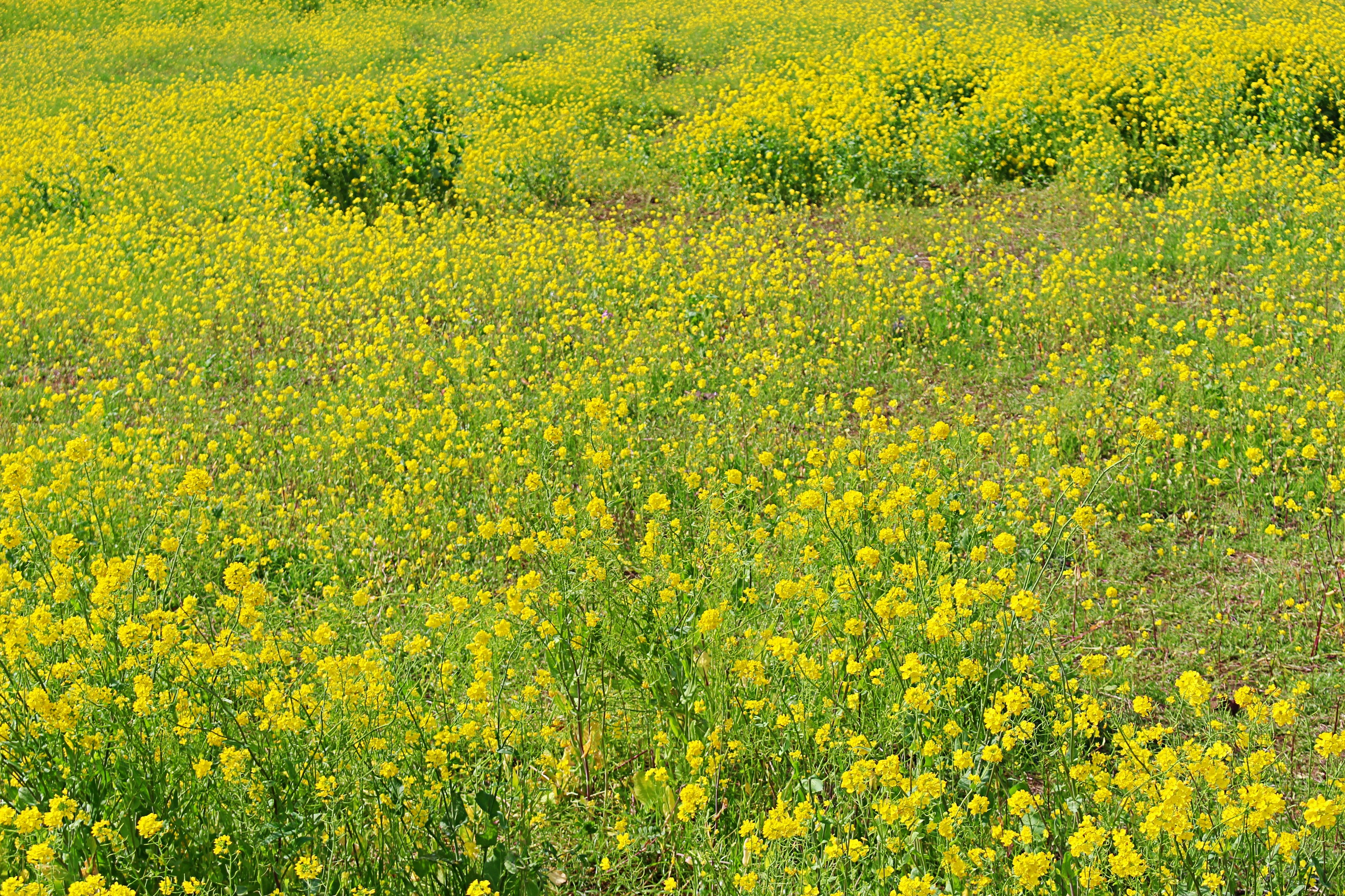 Weites Landschaftsbild mit blühenden gelben Blumen