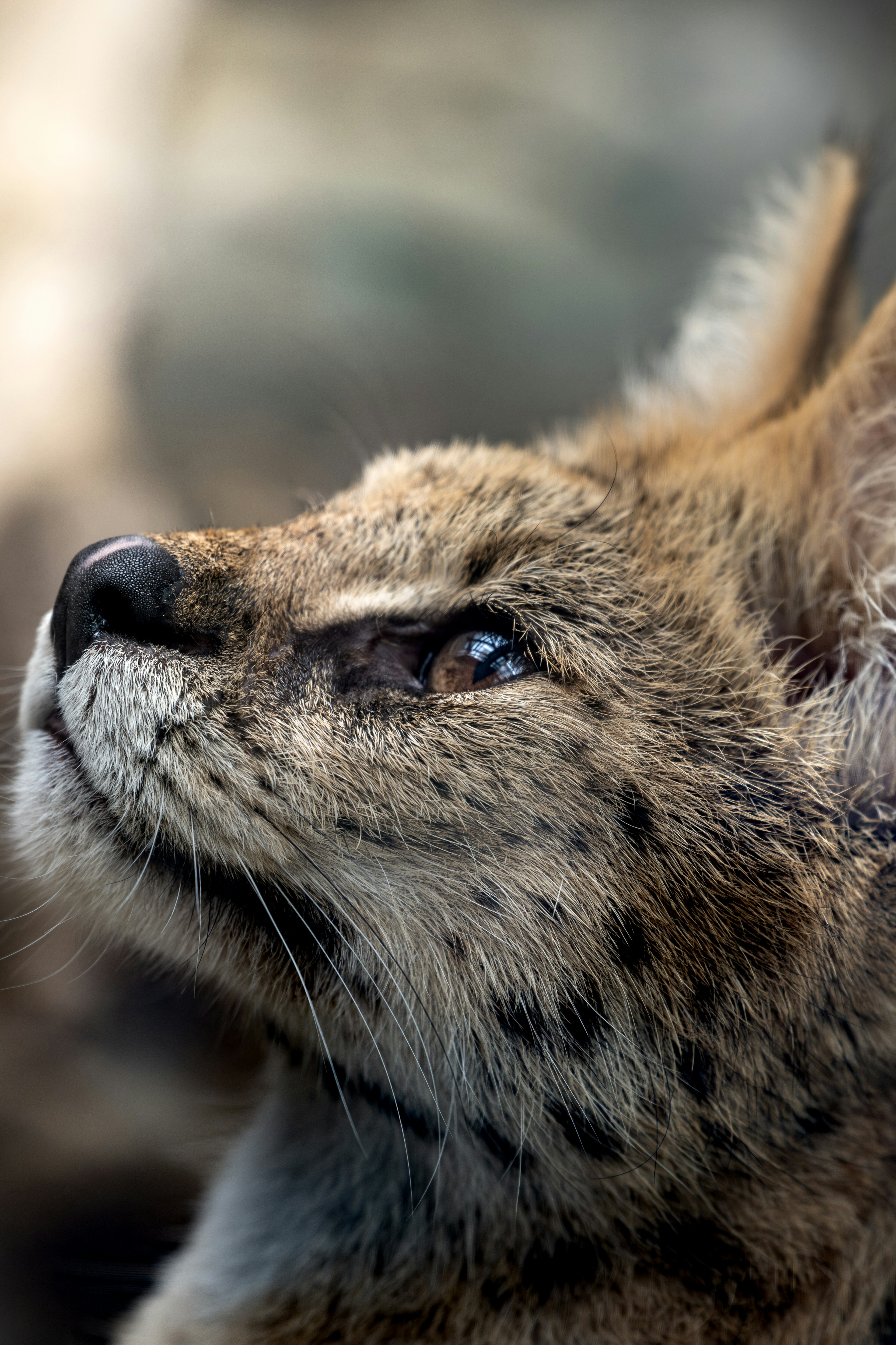 Close-up seekor kucing liar yang melihat ke atas dengan bintik-bintik khas