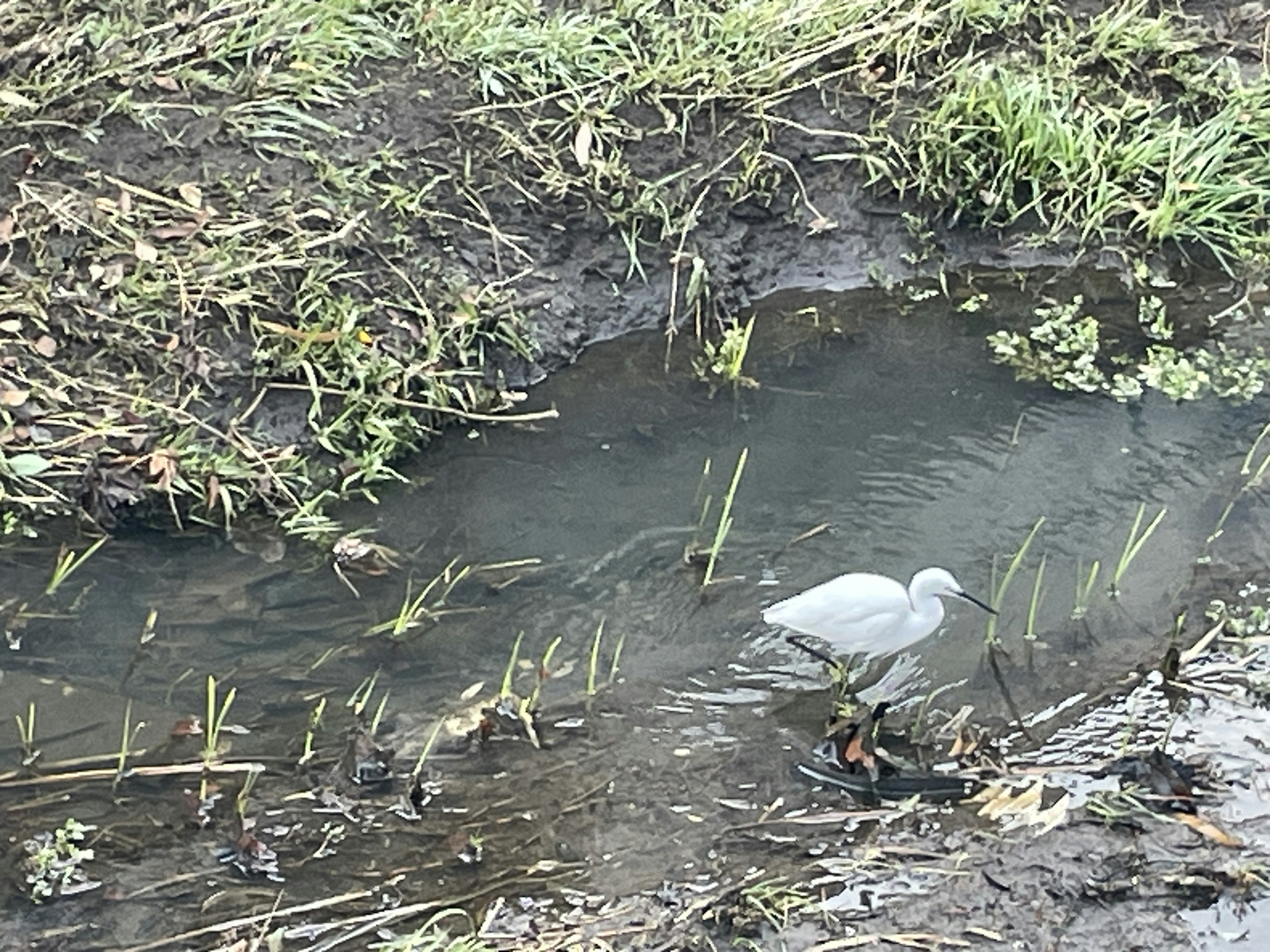 Un oiseau blanc se tenant près d'un ruisseau avec de l'herbe verte environnante