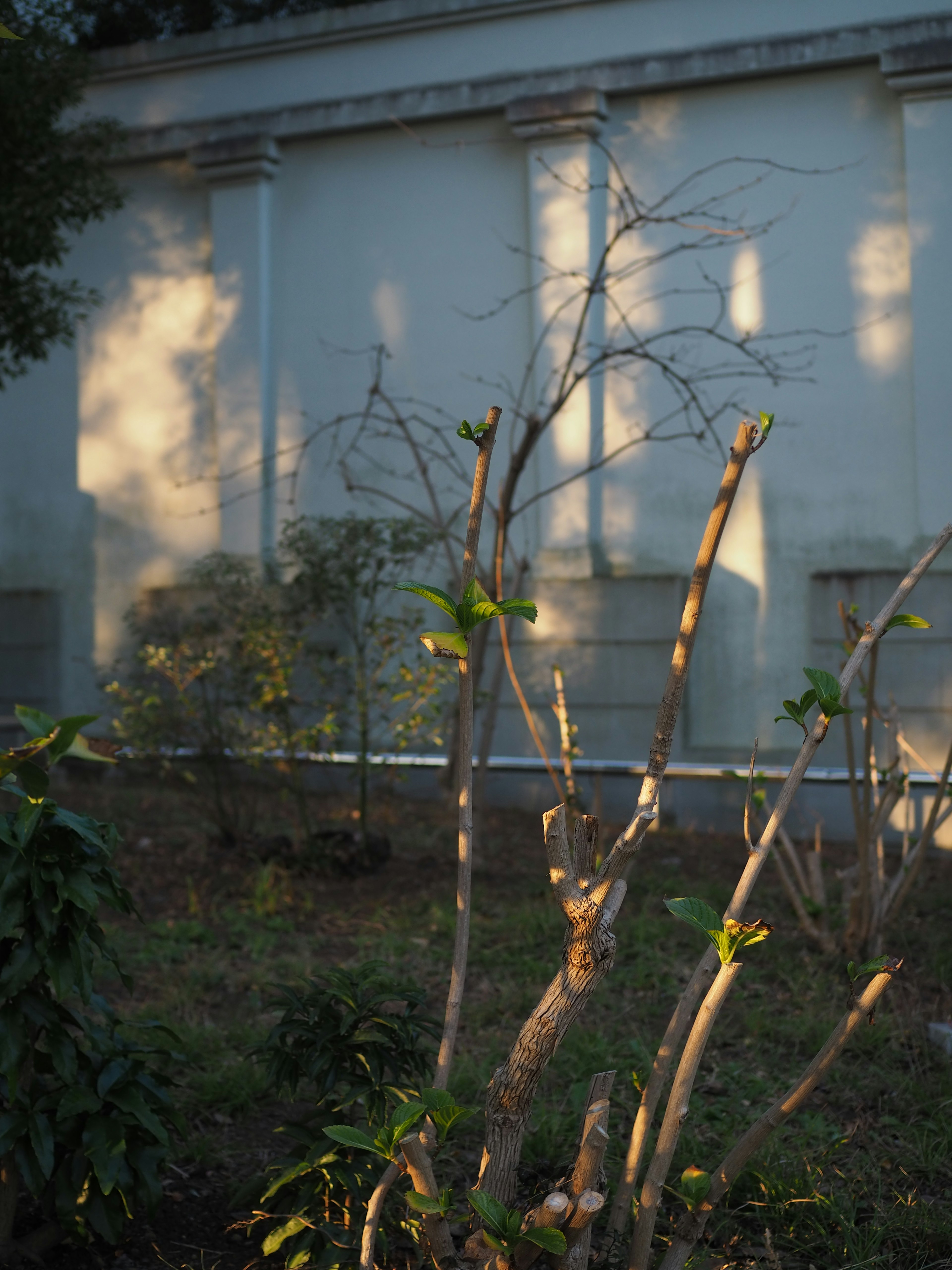 Kleiner Baum mit Blättern, die Schatten auf eine weiße Wand werfen