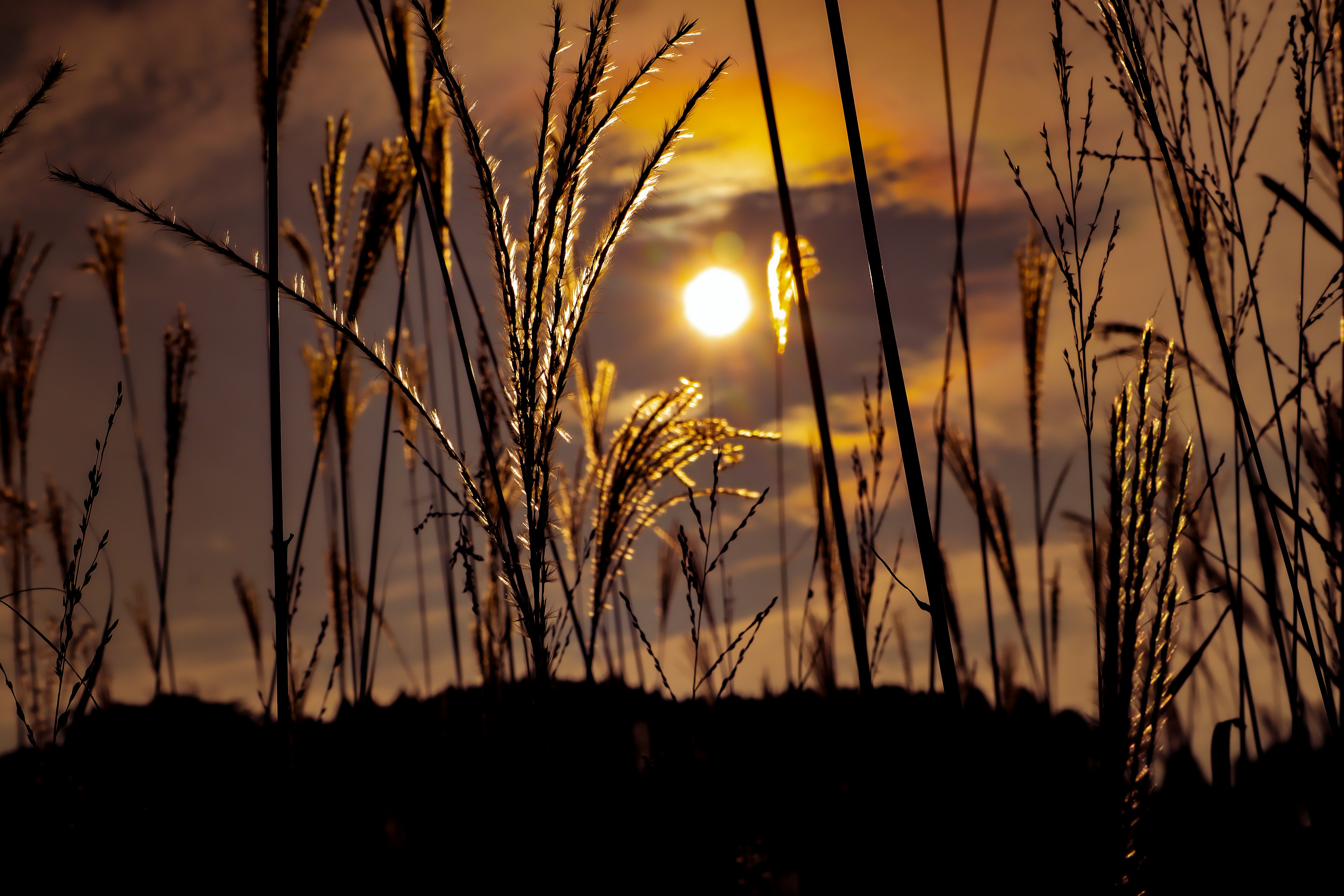 Silhouette d'herbe illuminée par la lumière de la lune