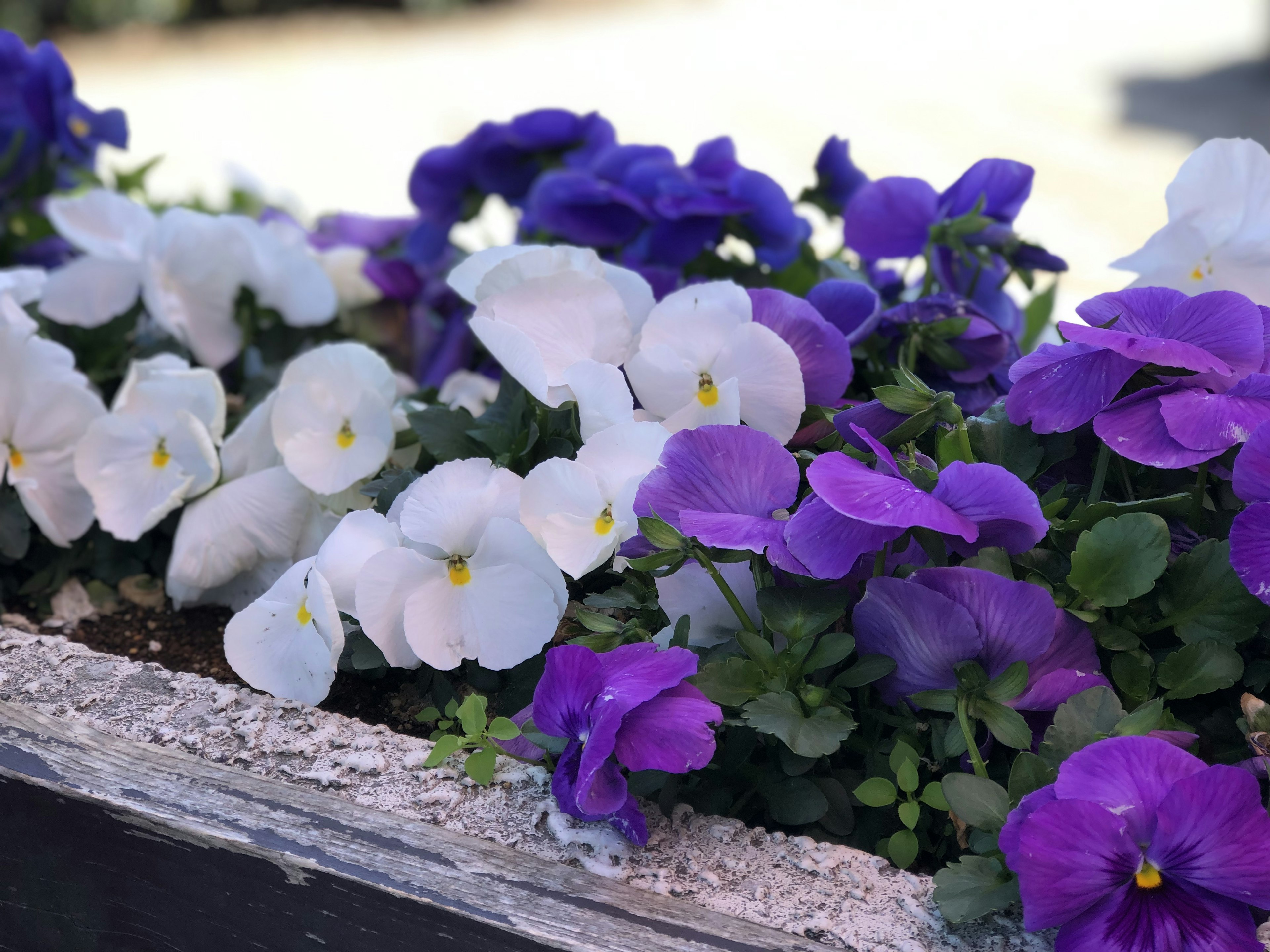 Blumenbeet mit lila und weißen Stiefmütterchen in Blüte