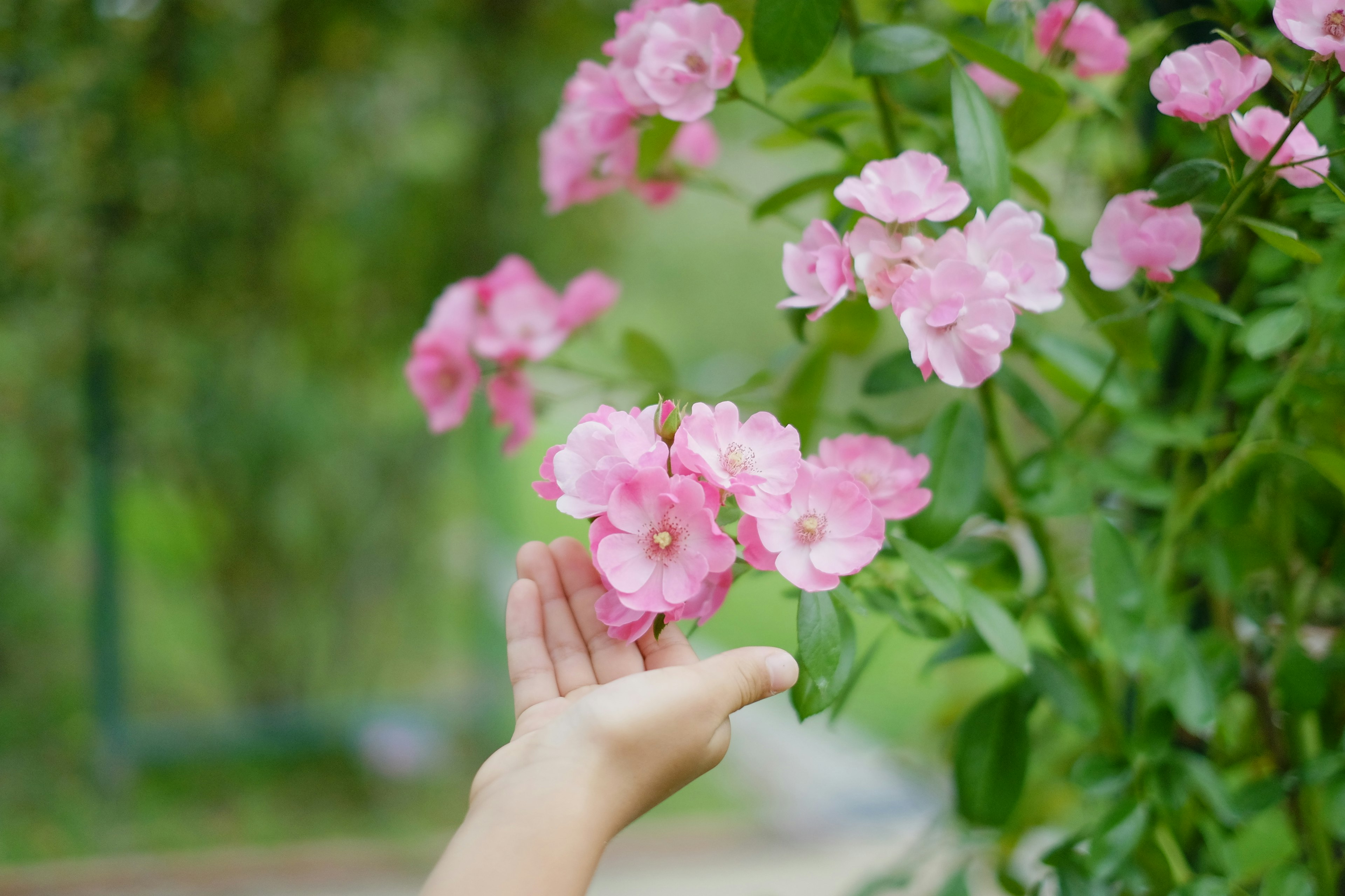 A hand reaching for pink flowers in a garden