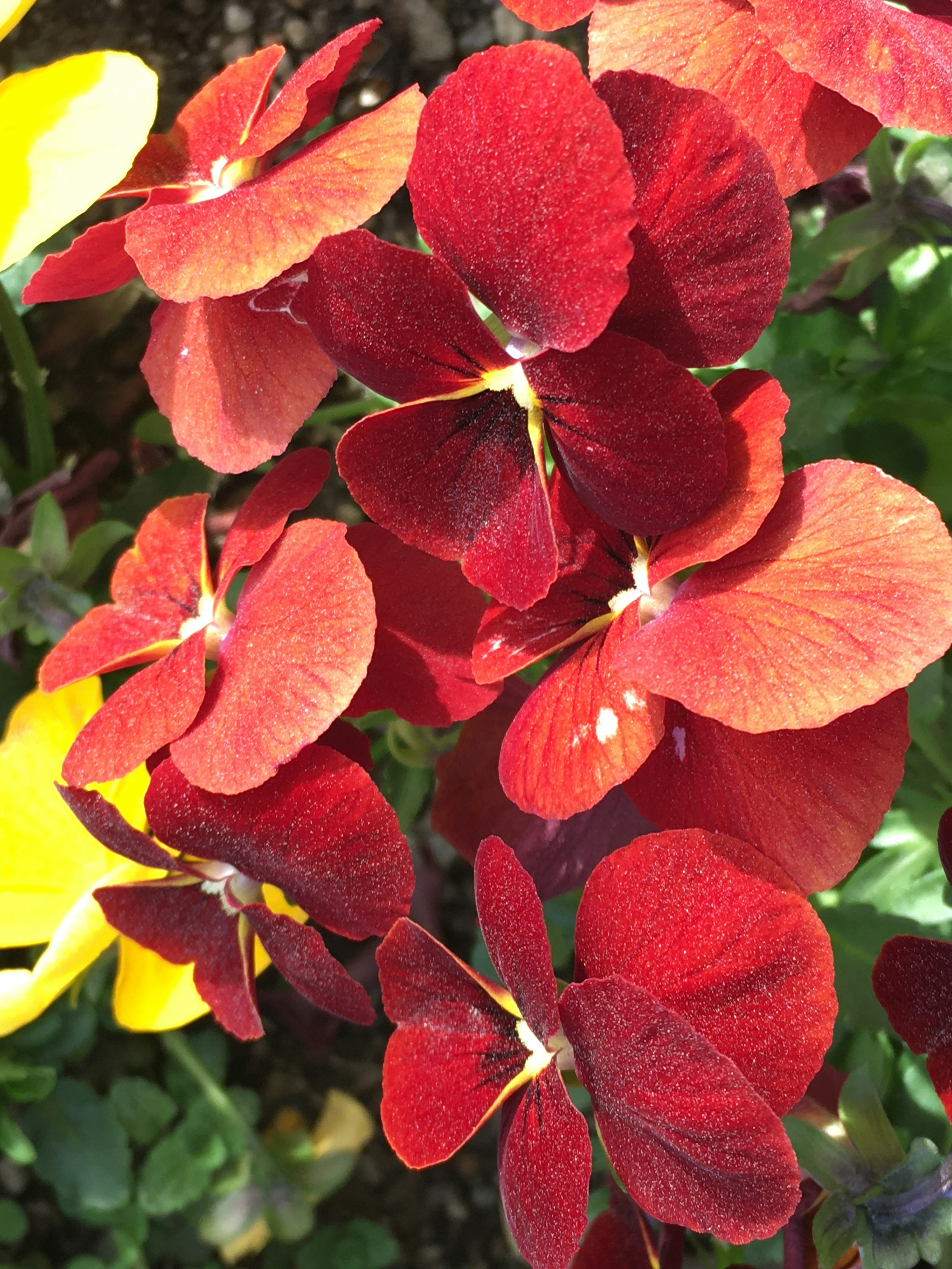 Un groupe de pétales de fleurs rouges vibrantes en fleurs