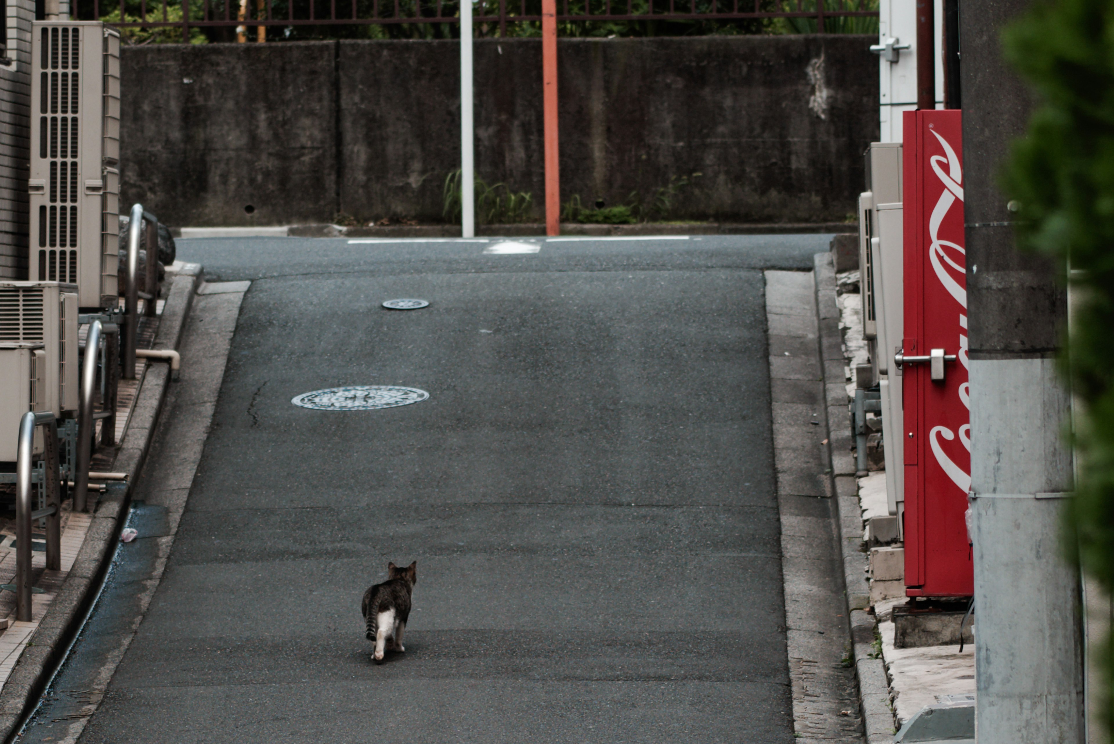 Kucing berjalan di jalan sepi dengan bangunan