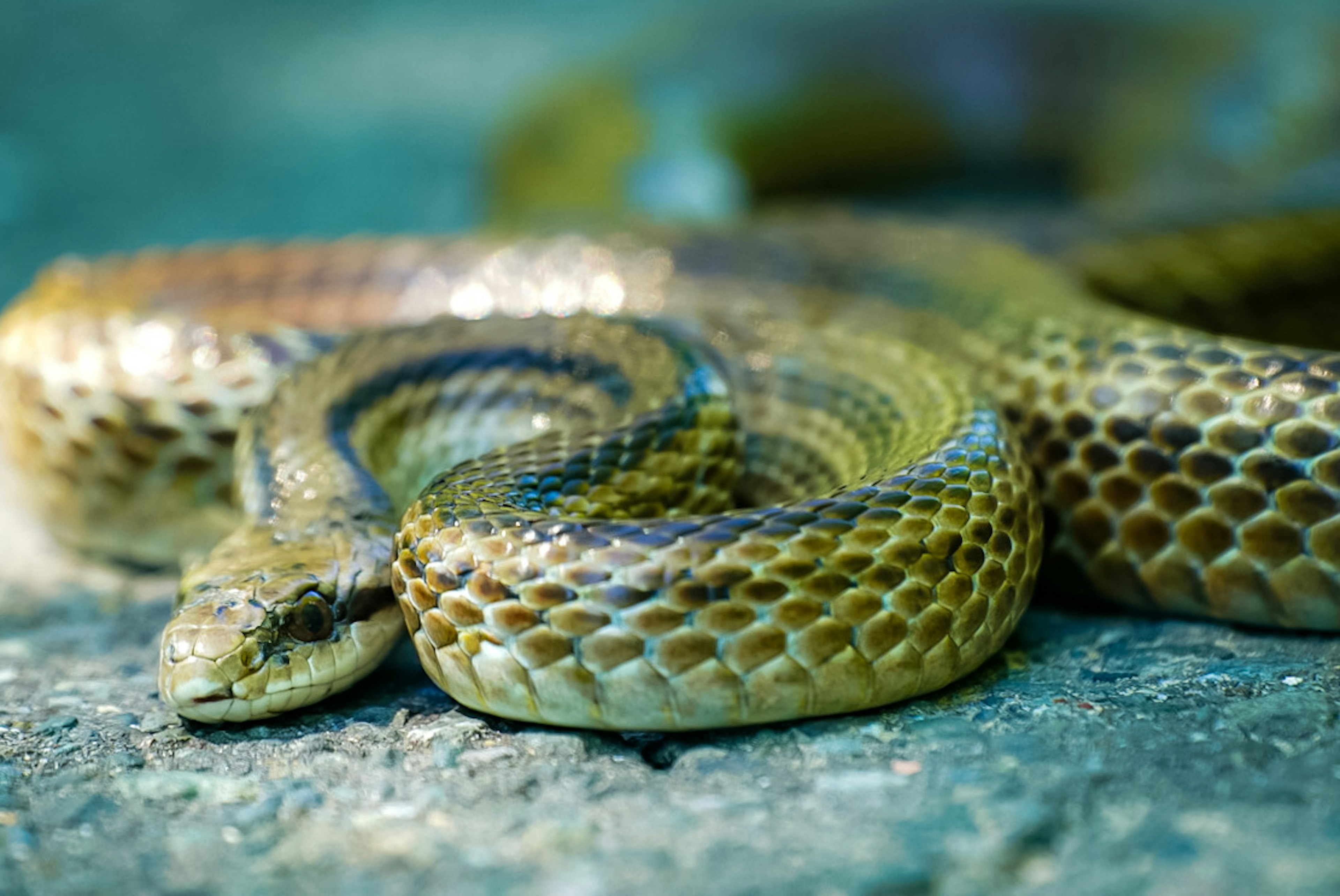 Una serpiente de escamas suaves acostada sobre un fondo verde