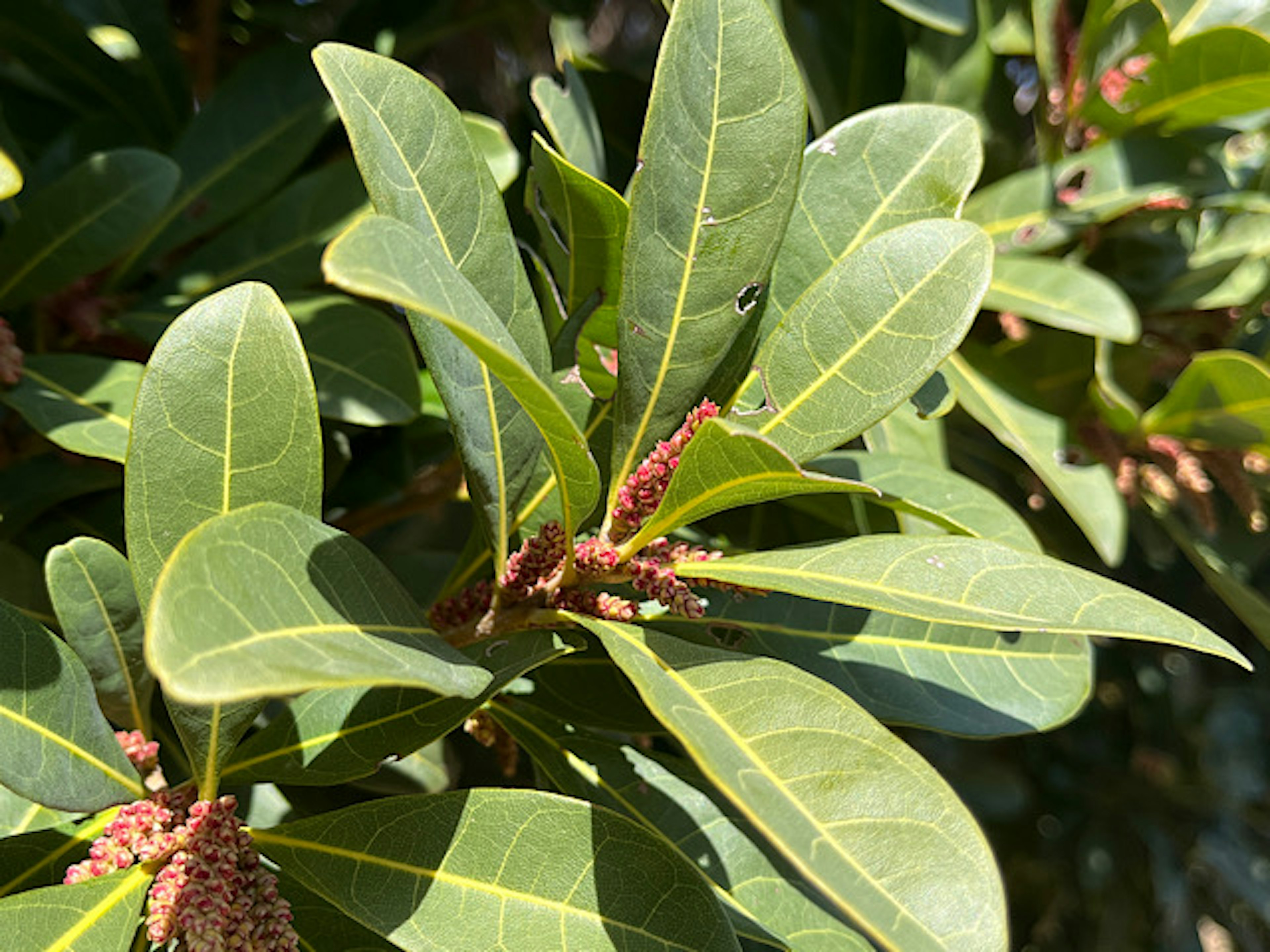 緑の葉と細い黄色の葉脈を持つ植物のクローズアップ