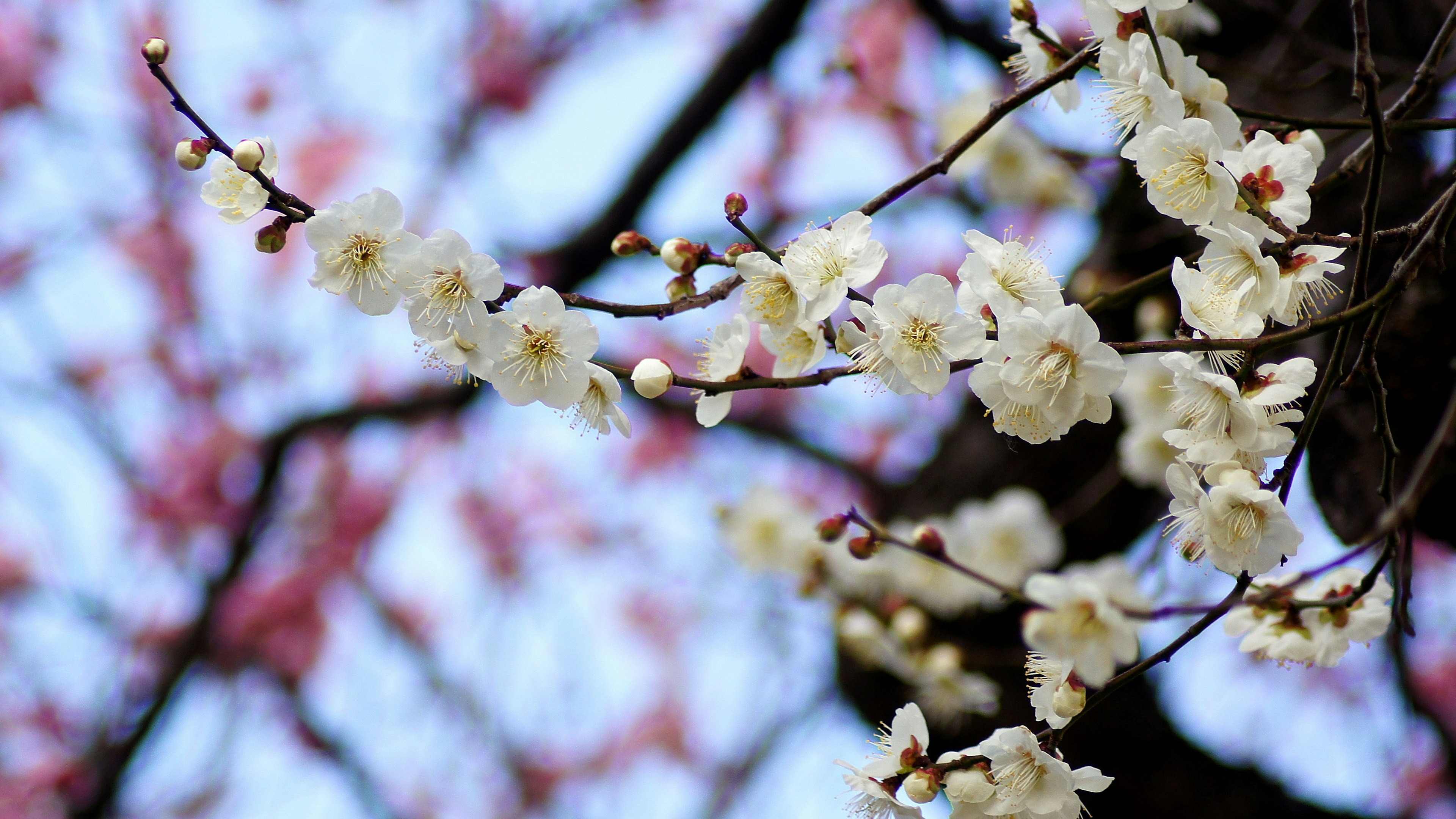 Branches of white cherry blossoms against a blue sky