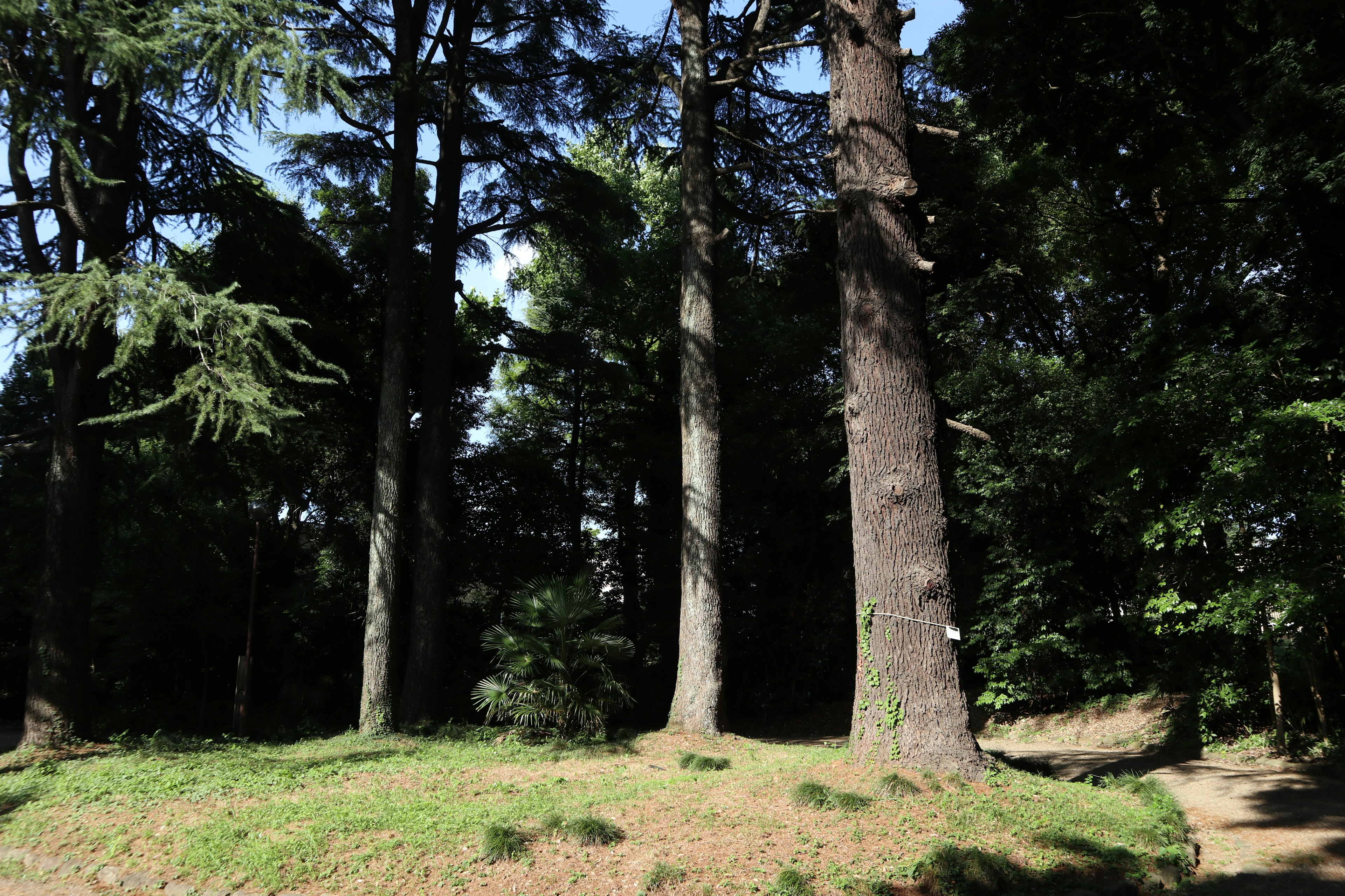 Tall trees in a lush forest with a clear blue sky