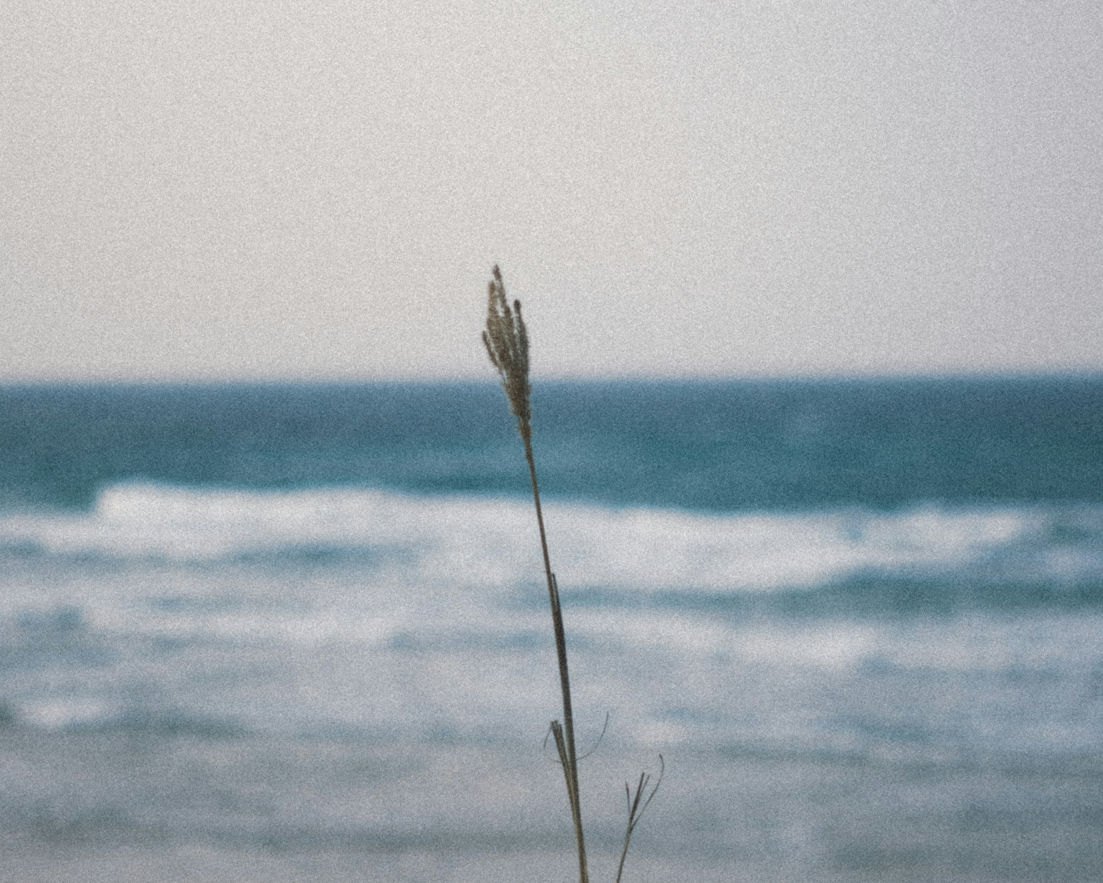 A single grass stalk against a backdrop of ocean waves