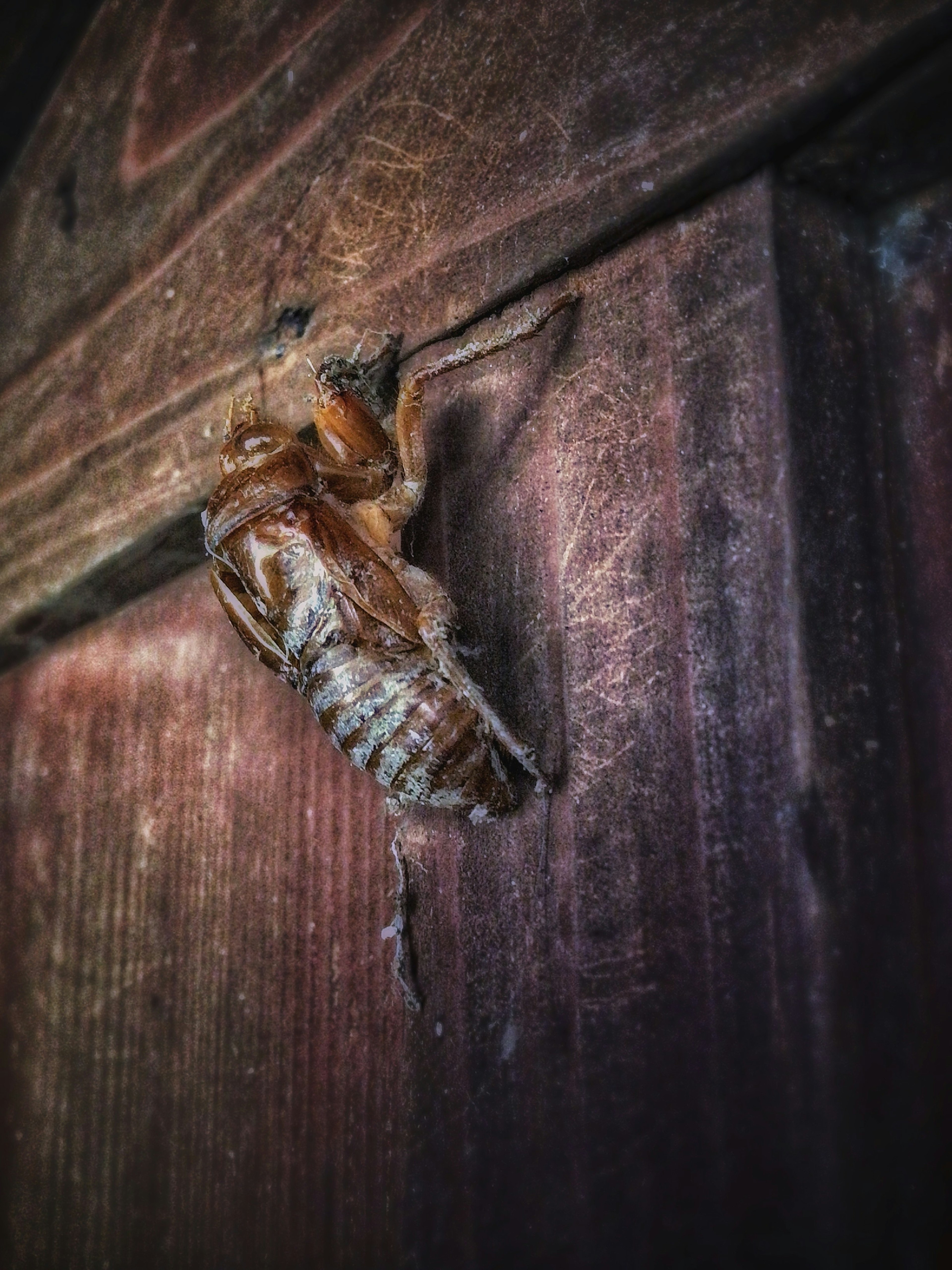 Close-up of a cicada resting on a wooden door