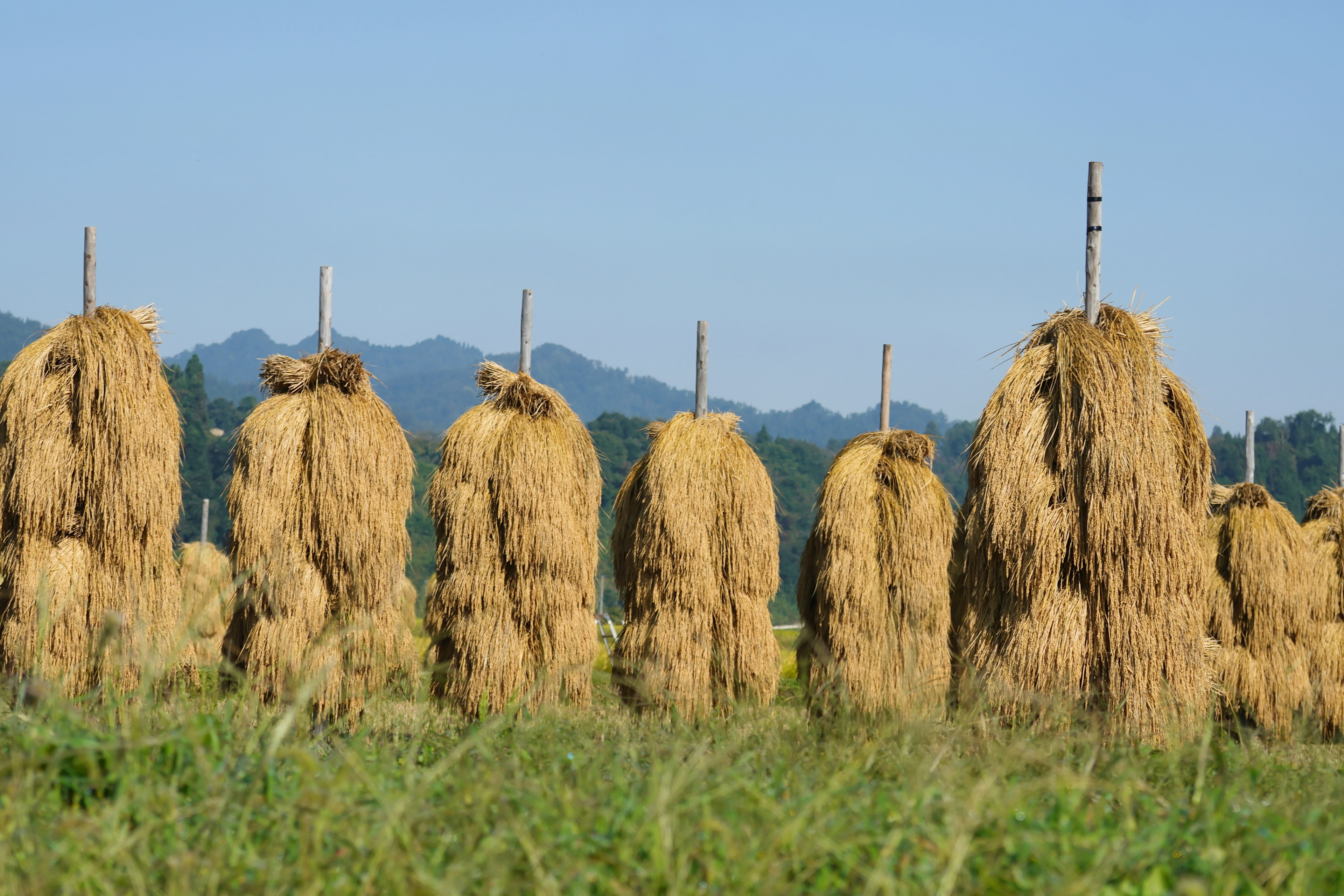 Bundles of harvested rice straw lined up in a field under a clear blue sky