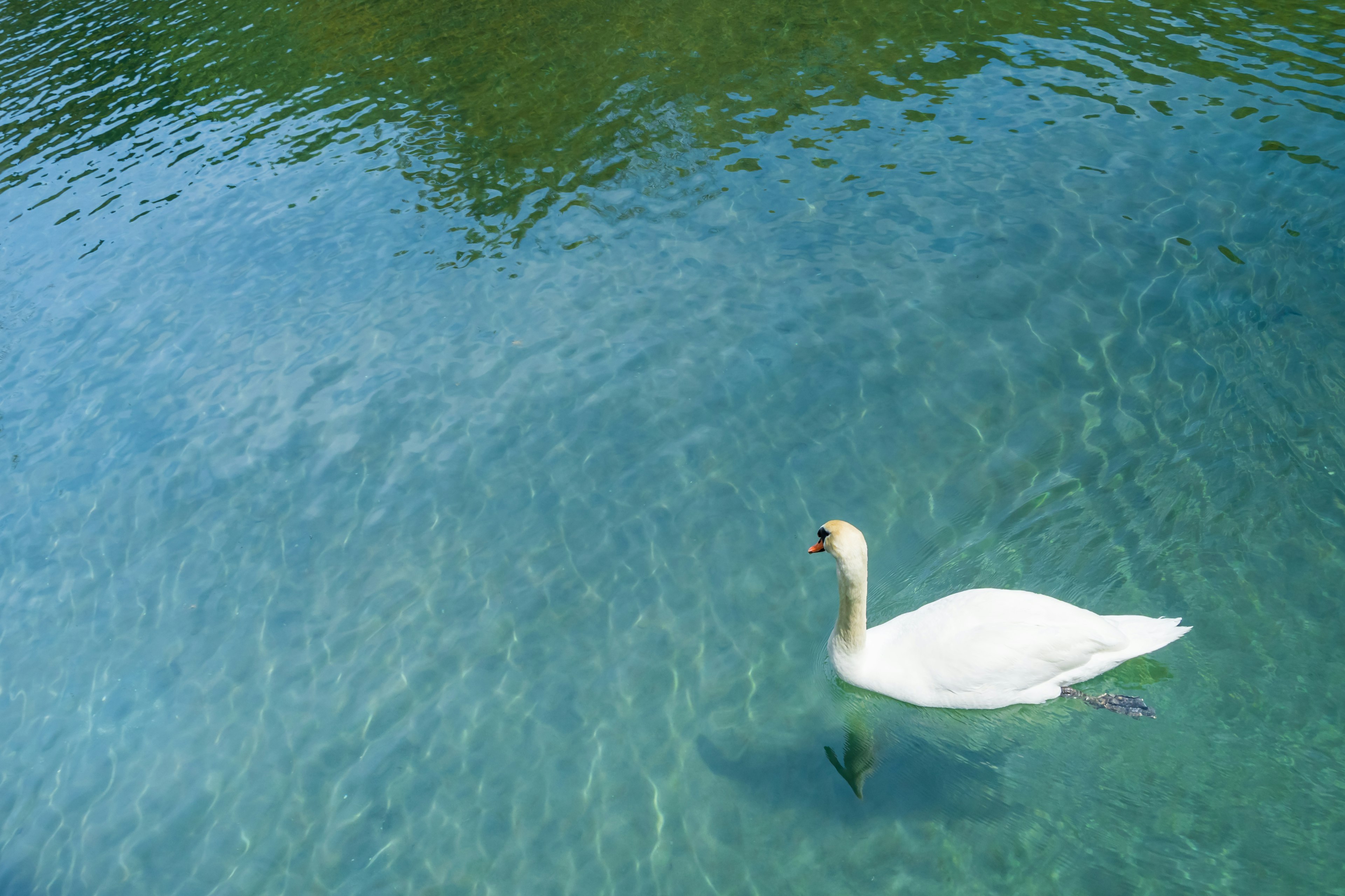 Un cigno che galleggia su una superficie d'acqua blu e chiara